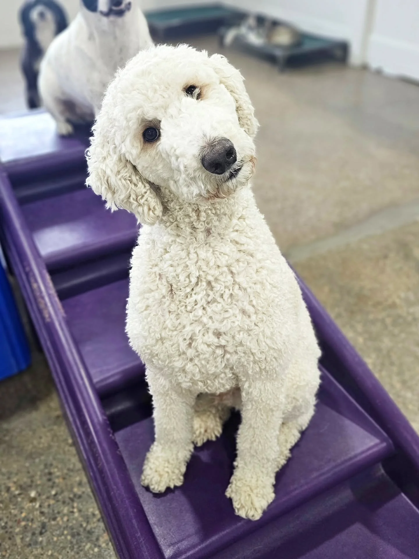 A few adorable, furry faces to brighten your Tuesday!
 

🌞 Ascii, Beren, Penny, Buddy, &amp; Cupid 🐶

#rufflovedogs #dogloversfeed #dogloversfeed #dogsofmsp #dogsofig