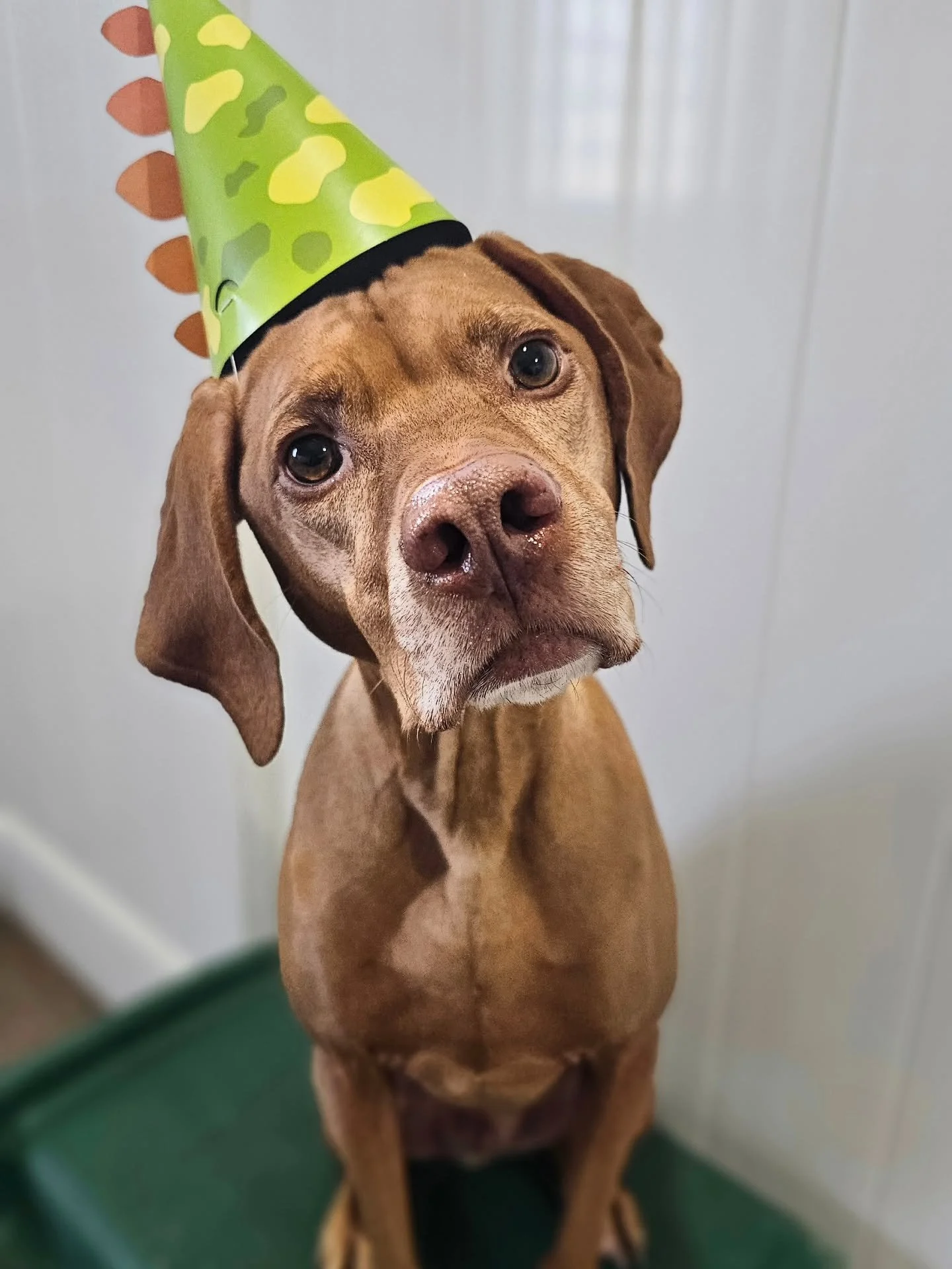 We are celebrating Ziggy's 6th birthday and Rocco &amp; Rose's 9th birthday! 🥰💐🎉

#dogsofig #vizslasofinstagram #frugsofinstagram #dog_features #dogstagram
