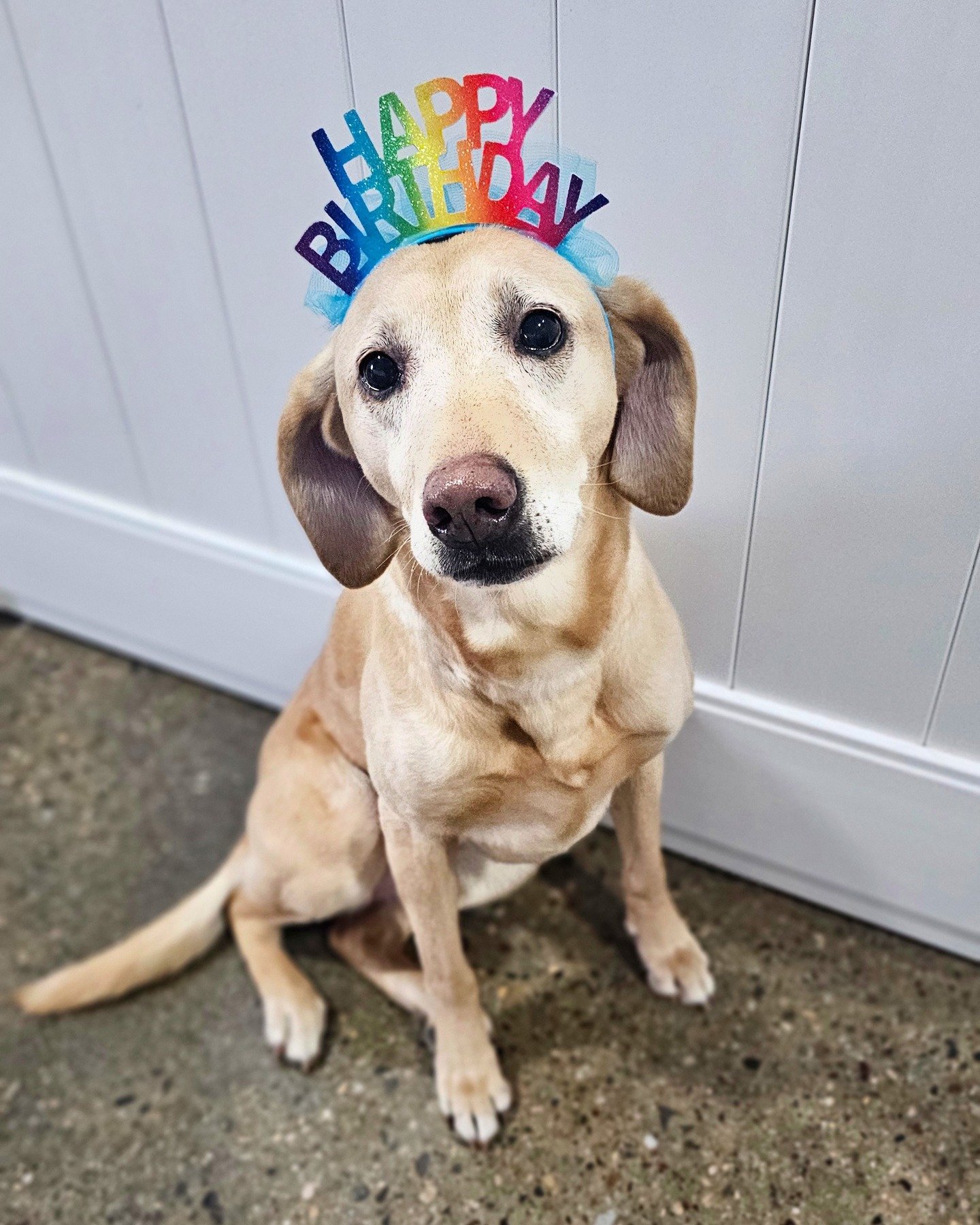 We are excited to be celebrating Abby's 10th birthday with her today! We love you Abby!

#rufflovedogs #dogsofmsp #dogsofinsta #cutedog #cutedogsofinstagram