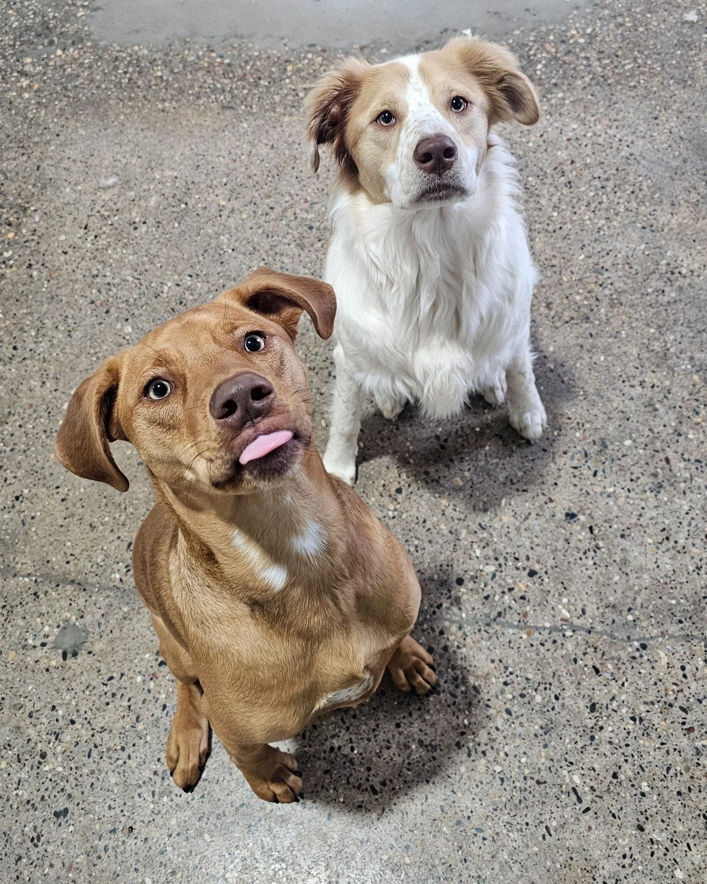 Would you guess these two are littermates?? Roland(white &amp; tan) is showing his brother, Huey, the ropes on Huey's first day! 🥰

#dogsofinstagram #dogsofmsp #rufflovedogs #doglife #doglove