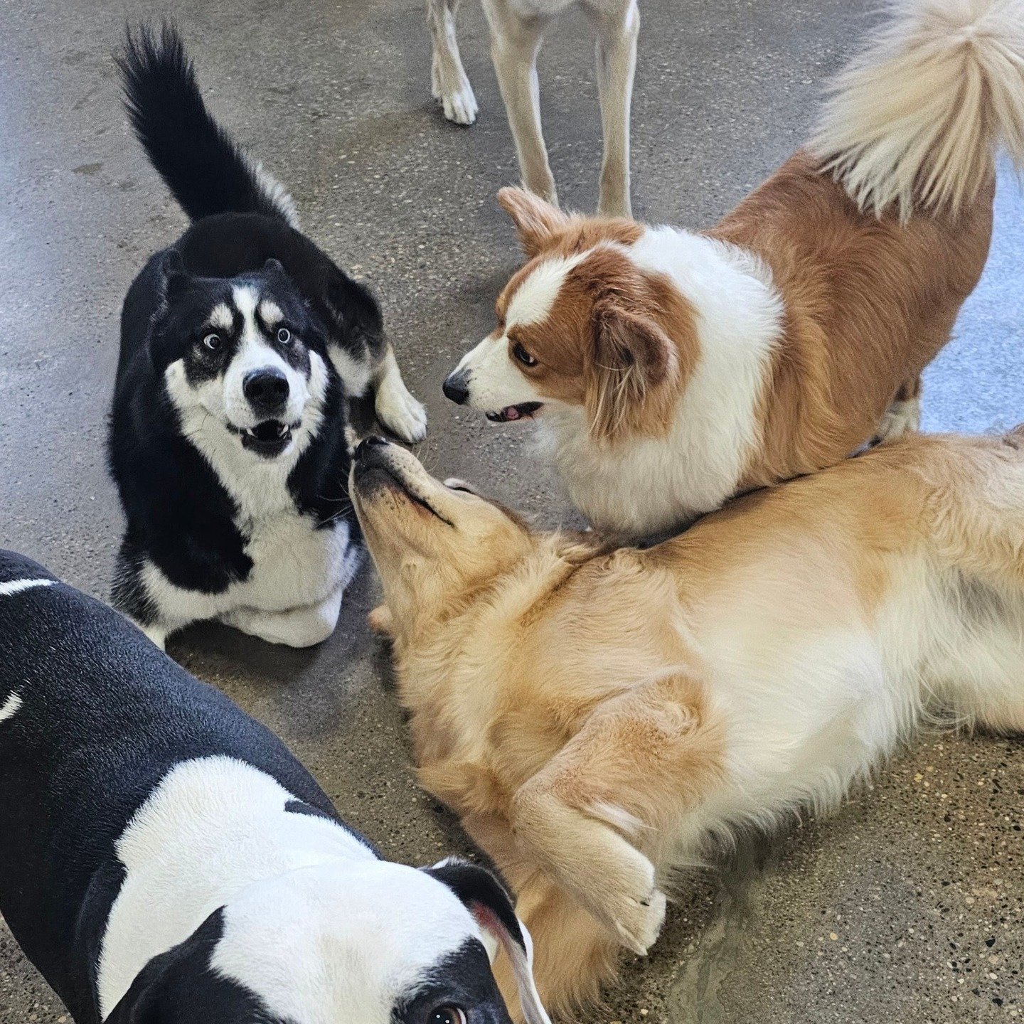 The dogs are having a wonderful Wednesday with their friends!

Nero ▪ Hopper ▪ Laszlo
Juno ▪ Jack
Daisy ▪ Griff

#doglife #happydogs #playfulpups
#dogstagram #dogsofinsta