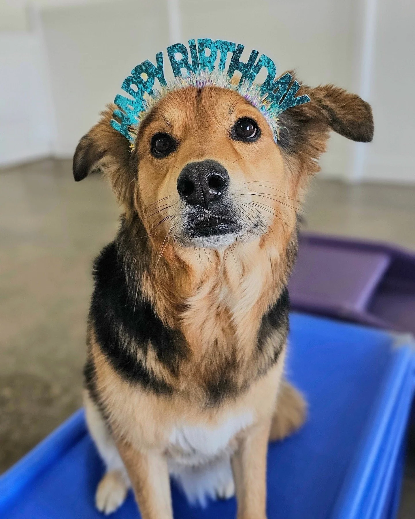 We want to wish Maisie a very happy birthday! Happy 7th birthday Maisie! 💜🐶💜

#dogstagram #dog_features #doglovers #birthday #dogsofinstagram