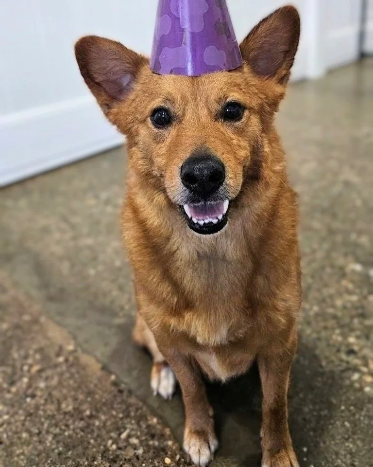 Another special birthday today! Happy 6th birthday Sir Archibald of Waffleton! 💗🥳💙 We love you Archie!

#doglife #dogstagram #celebration #cutedogsofinstagram #dogsofinsta