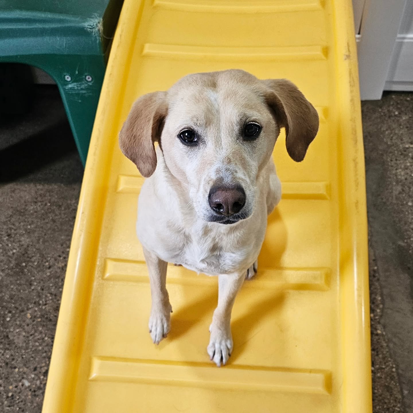 We are celebrating Ladybug's 4th birthday today! She is having a great day with her doggie friends and her bestfriend and sister, Tater Tot!

#dogsiblings #dogloversfeed #dogstagram #cutedogs #dog_features