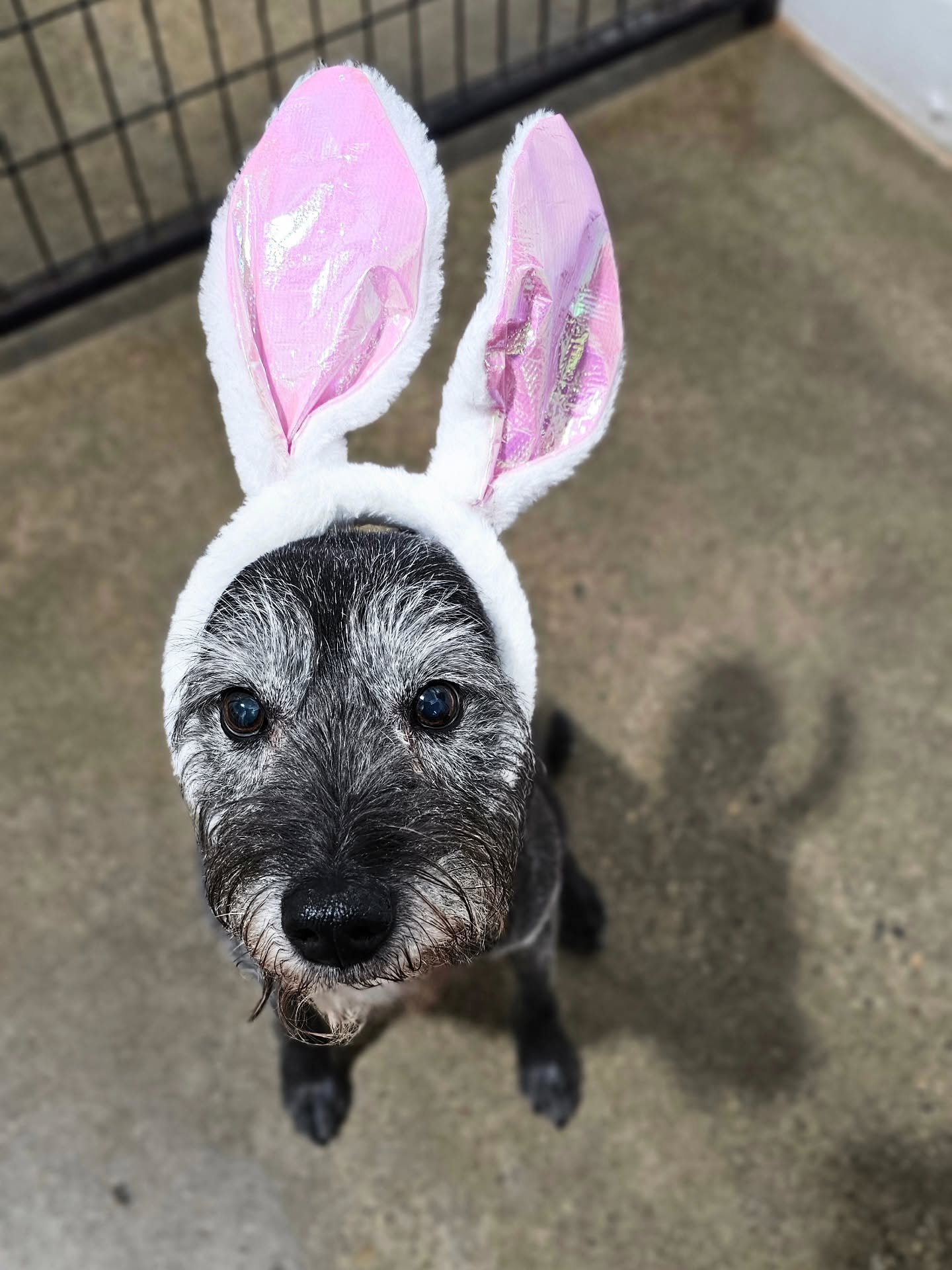 Ok, so it's not technically Easter anymore, but what's cuter than doggies in bunny ears?! We hope everyone had a great weekend! 🐶🐰

Pigley, Penny, and Murphy!

#bunnyears #dogs #dailydoseofdogs #dogloversfeed  #dogsofig