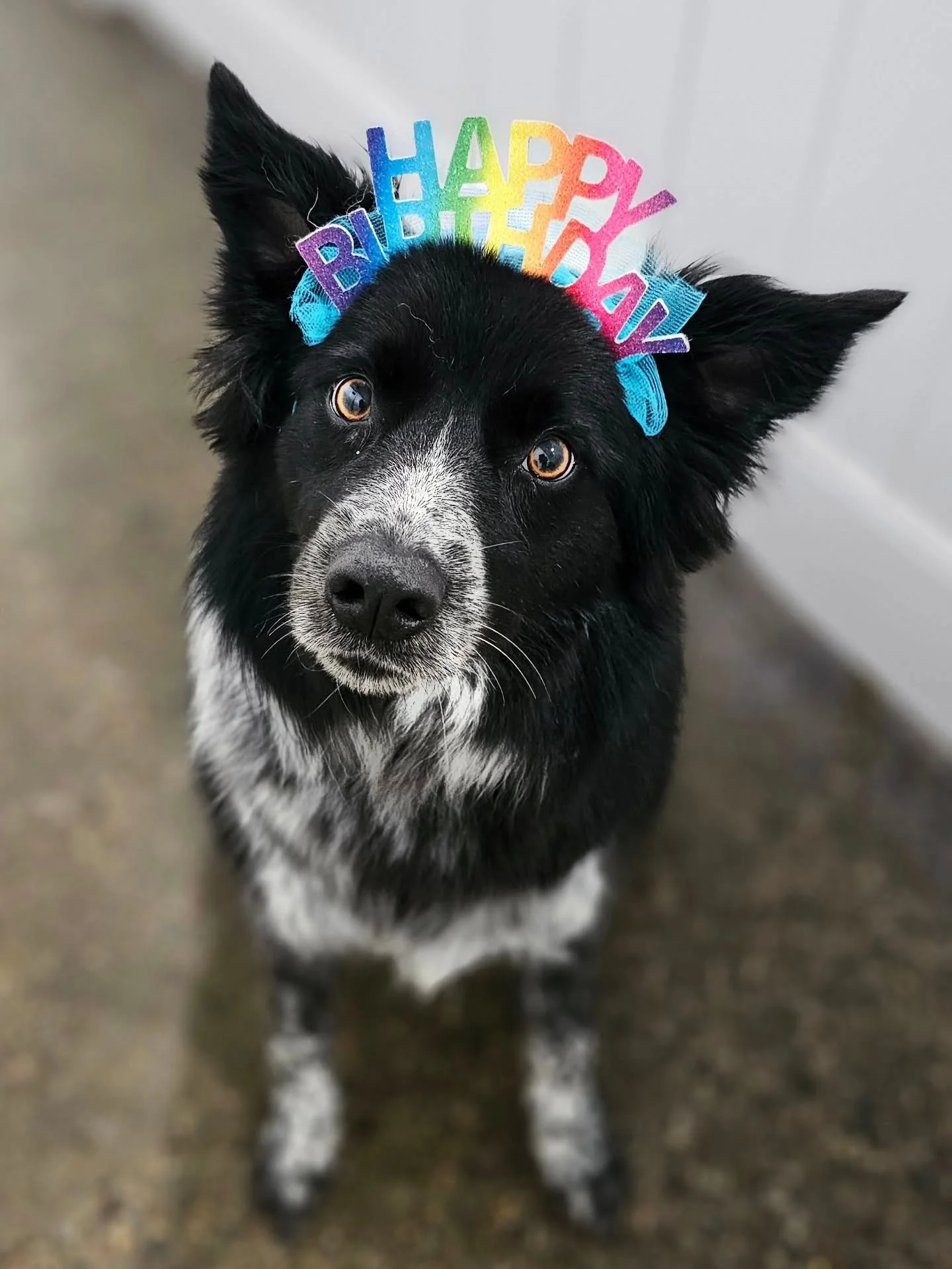 Birthday twins! Winnie is 3 years old today, and Laszlo is 1!!! Happy birthday Winnie &amp; Laszlo! 🎂💗

Joyeux anniversaire!

#goldensofinstagram #dogsofinstagram #blueheelerlife #dogstagram #petstagram