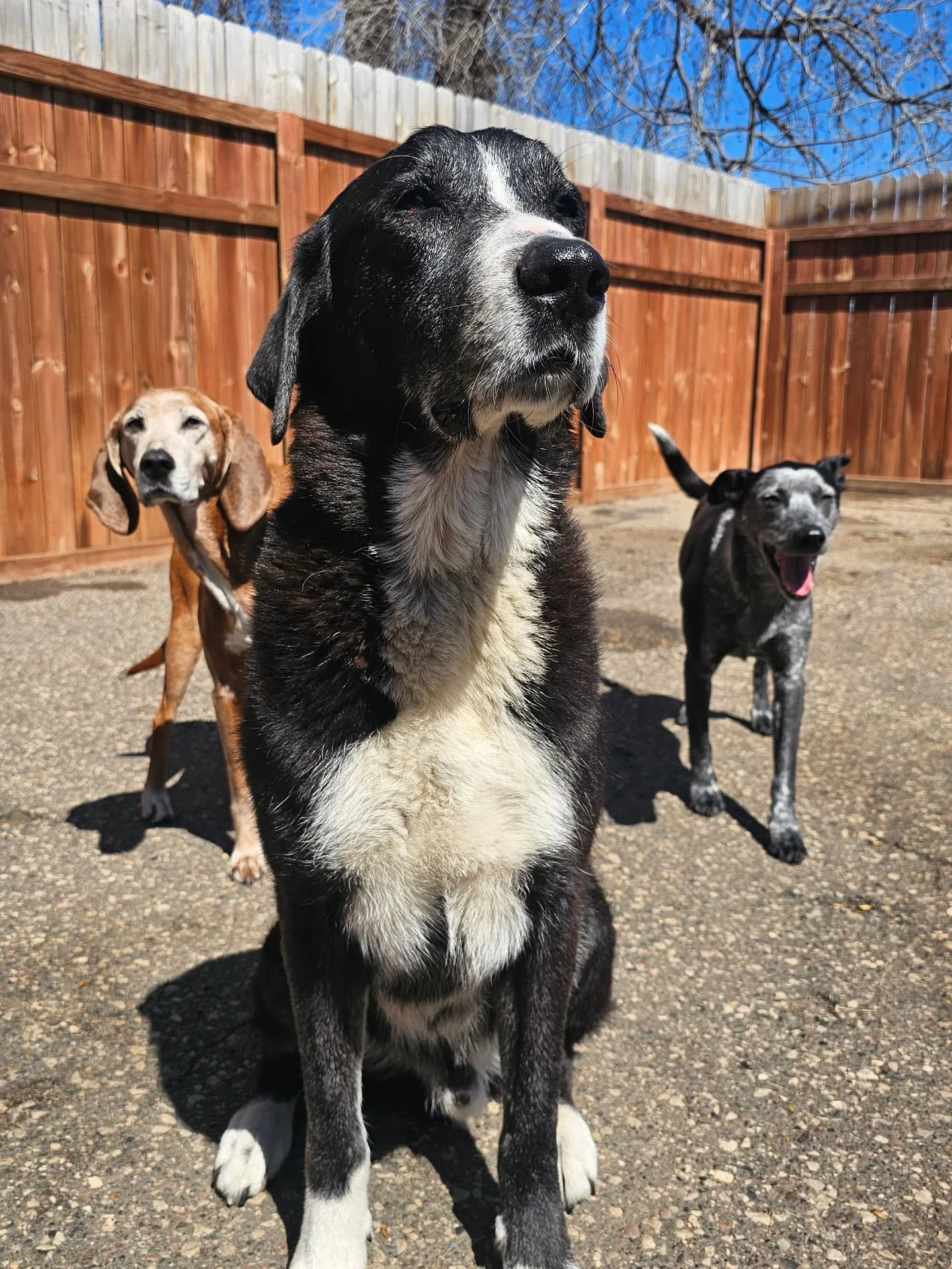 Dogs are the best. 🤎🐾🤎

📸 Arwen, Homer, and Wai
📸 Ghost
📸 George
📸 Juno and George
📸 Arwen

#dogloversfeed #dogstagram #petsofig #petstagram #welovedogs