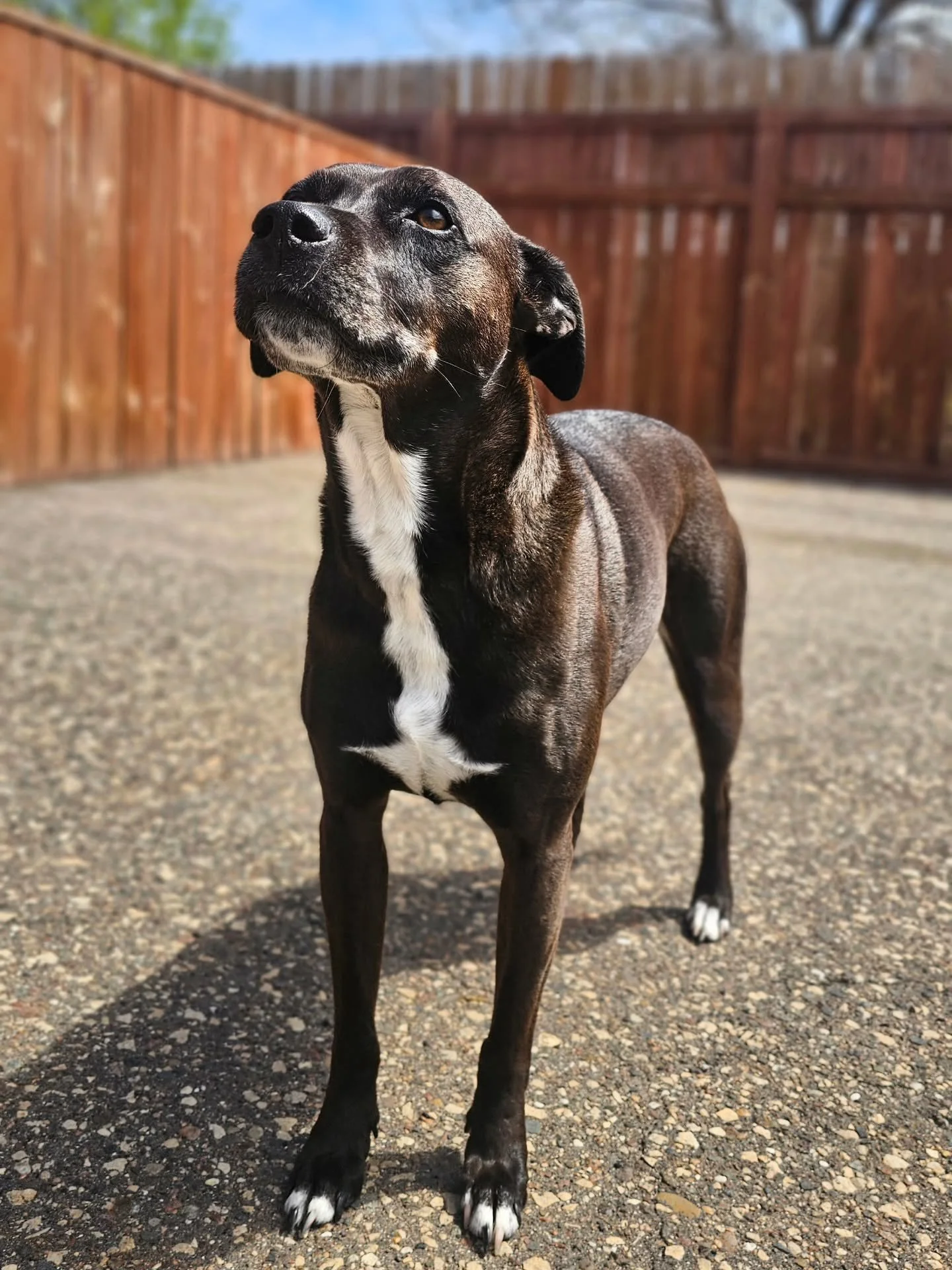 Happy 8th birthday Ralph!!! 🎂🍰🧁

#rufflovedogs #cutedogsofig #happydog #dogcelebration #dogsofig