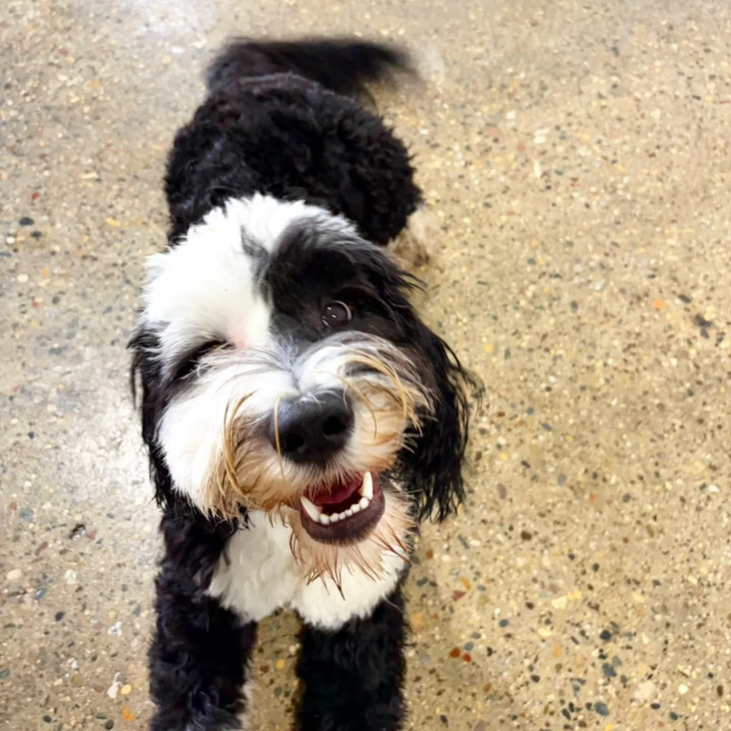 Happy 1st birthday Stella!!!! 💕💗💞💓

#puppygram #happydog #portuguesewaterdog #portuguesewaterdoglove #dogloversfeed
