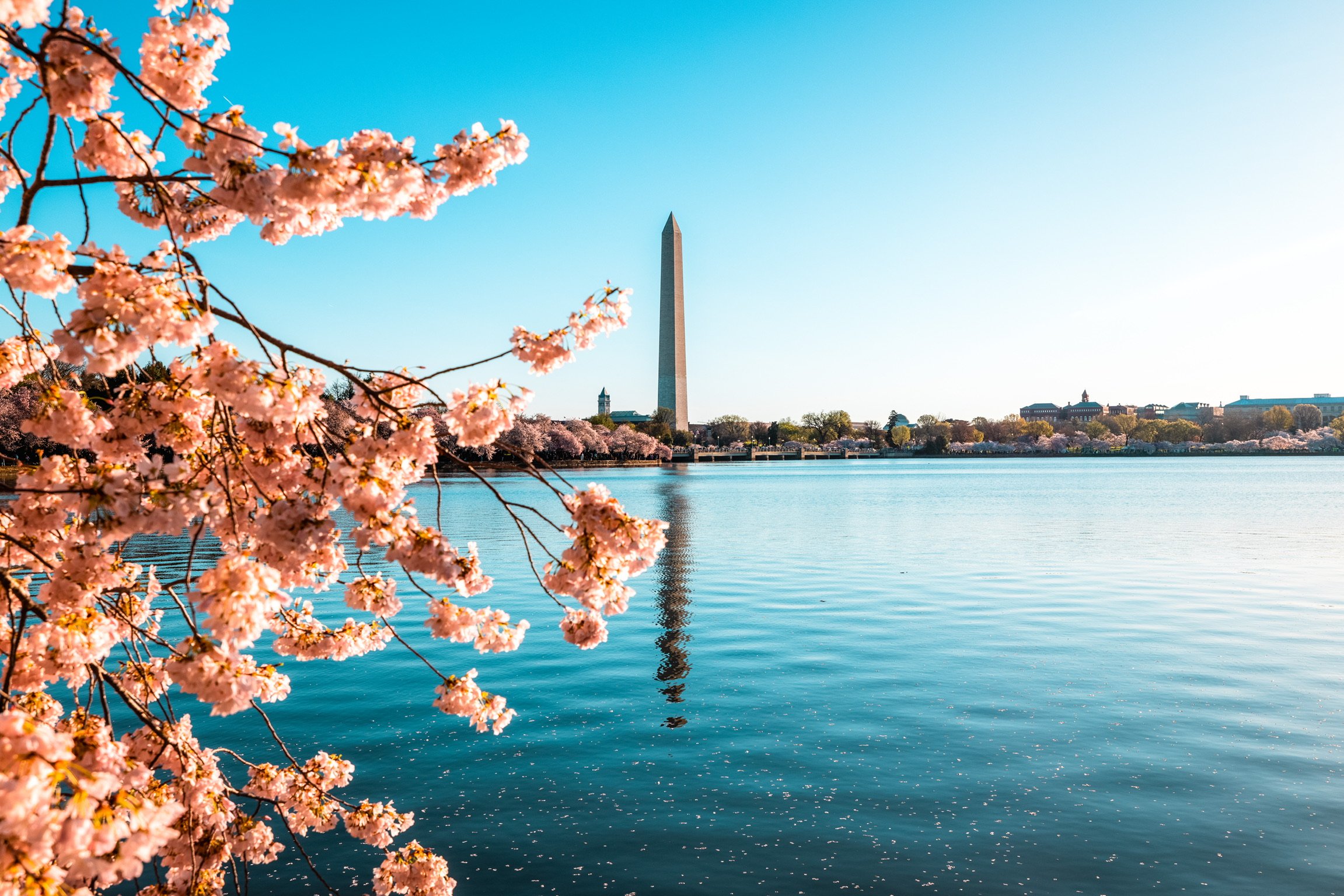 DC_Cherry_Blossoms-12.JPG