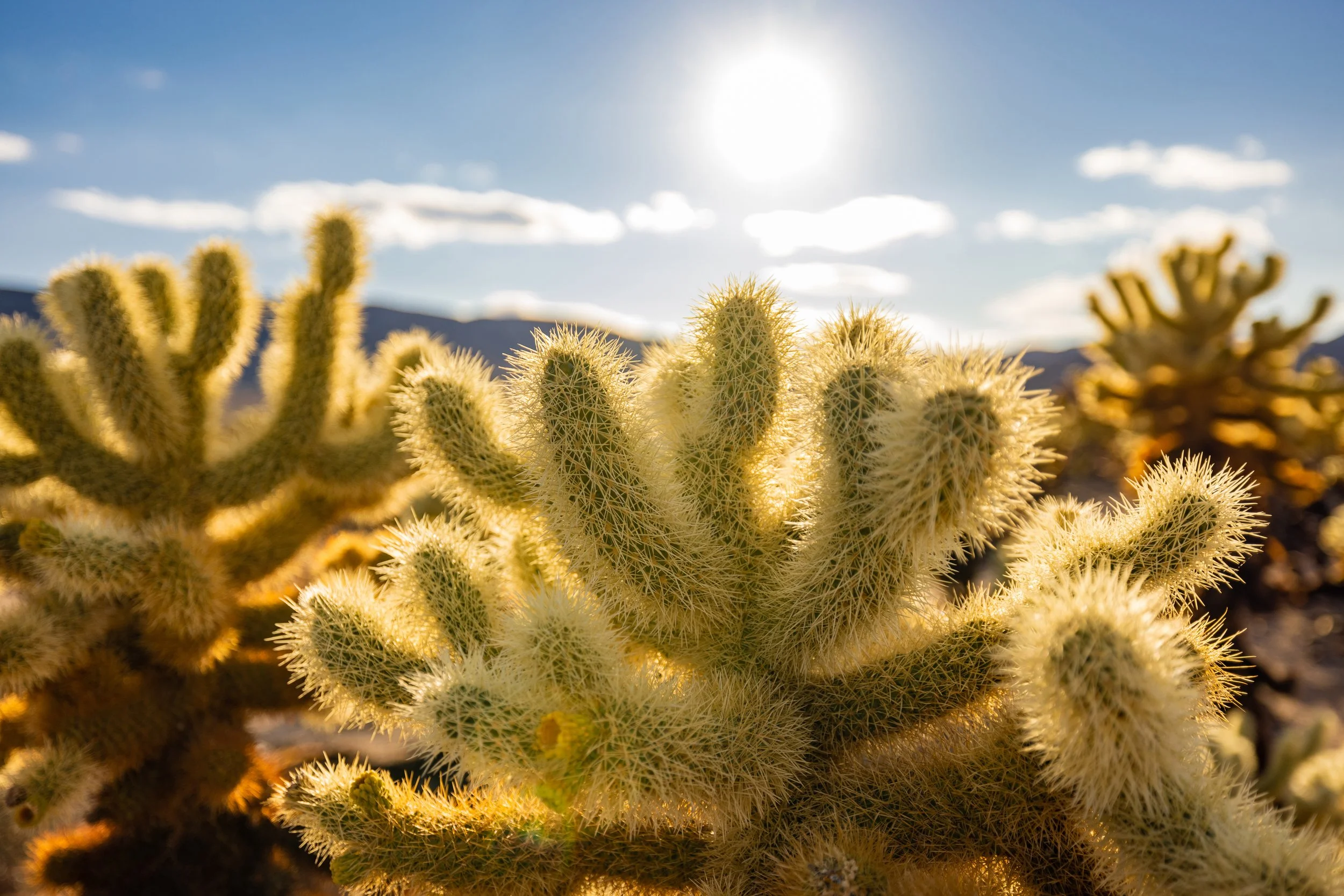 Joshua Tree.jpg