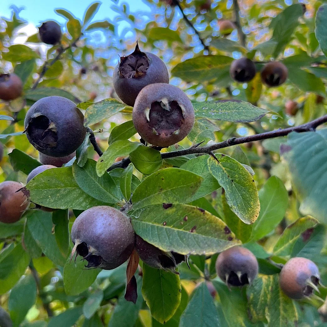 medlars bletted on tree.jpg