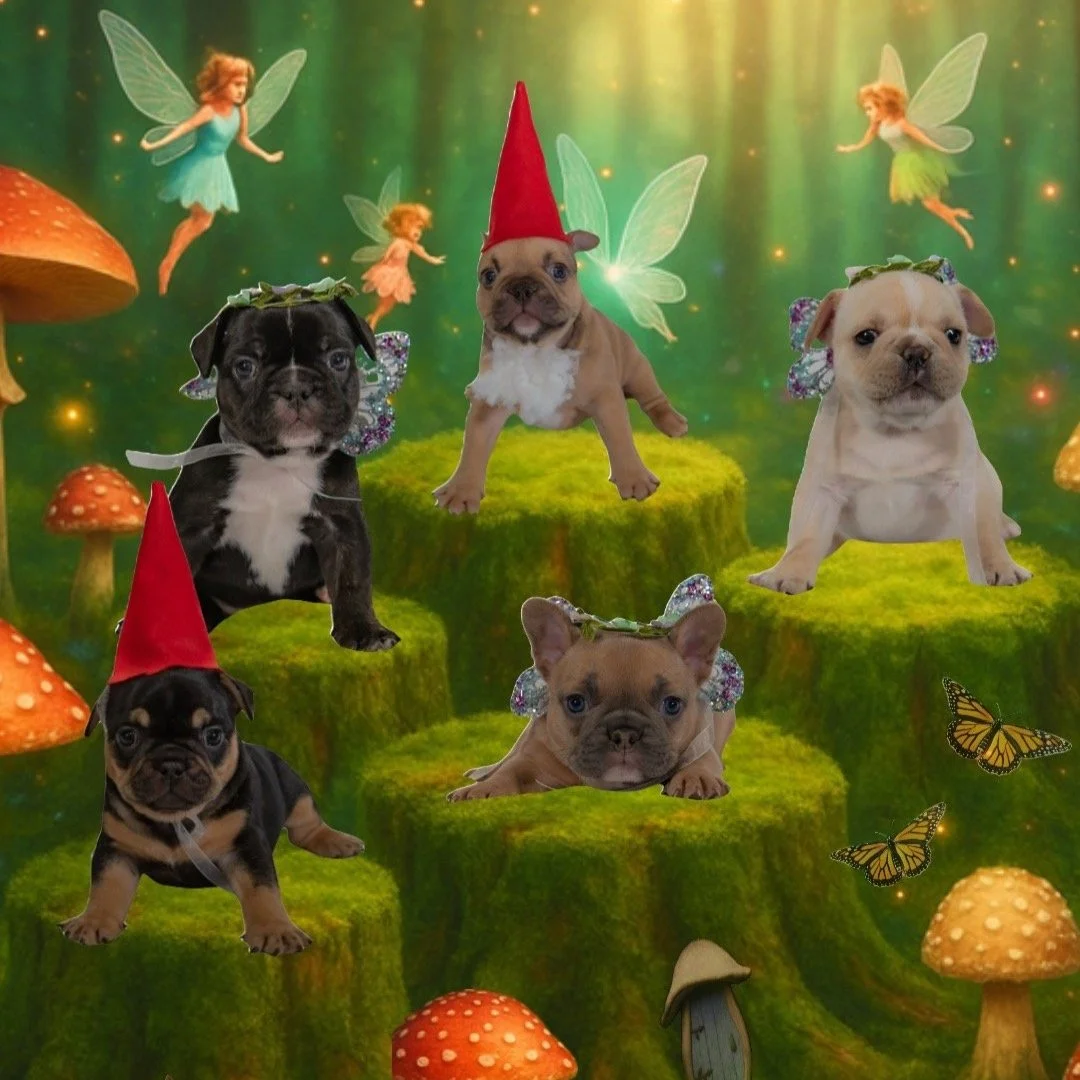 Frenchies in the forrest!
