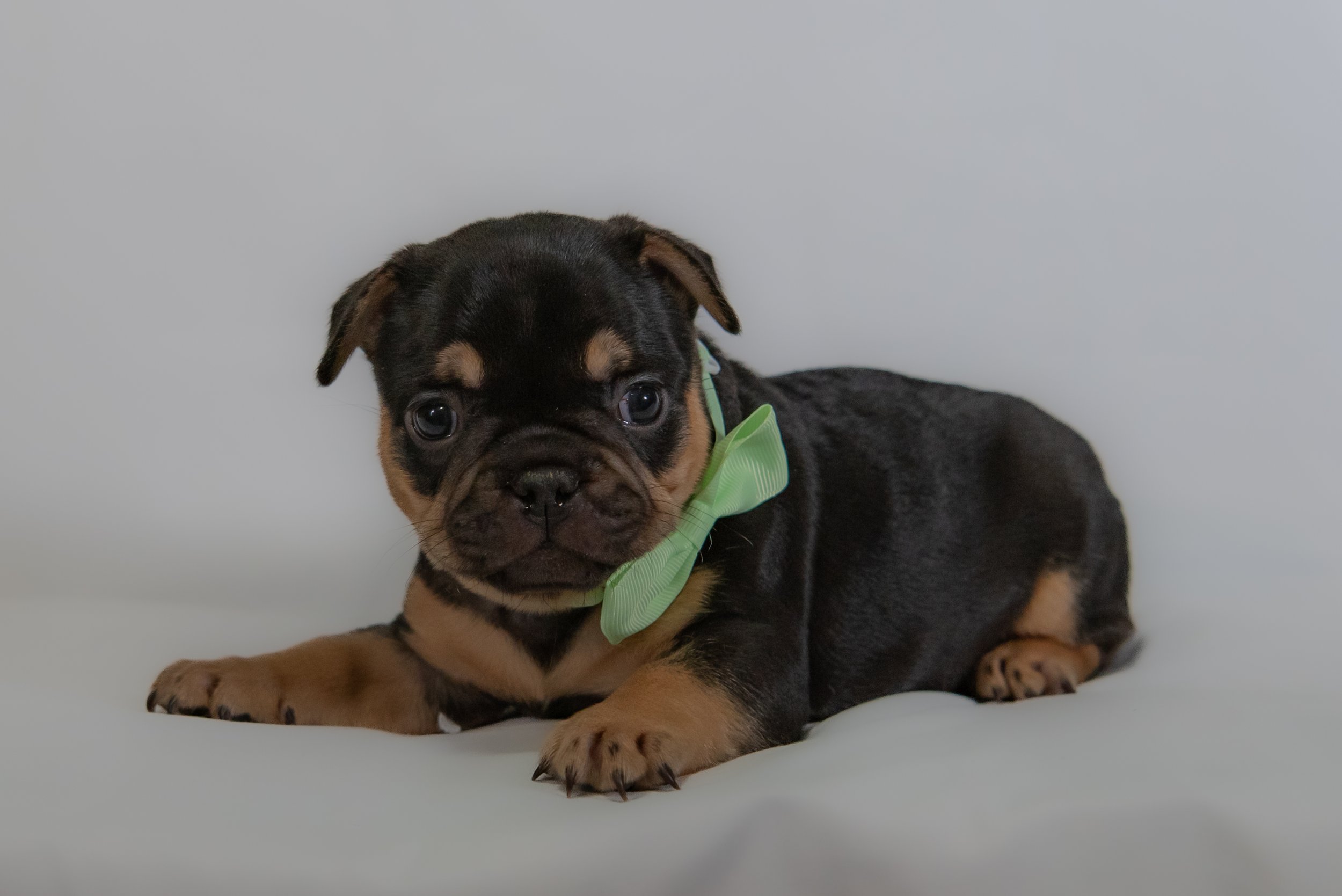 Jager at 4 weeks- male