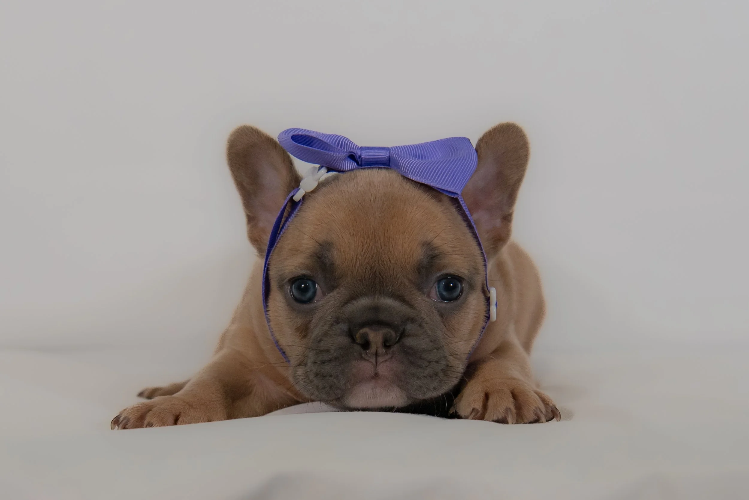 Malibu at 4 weeks- female