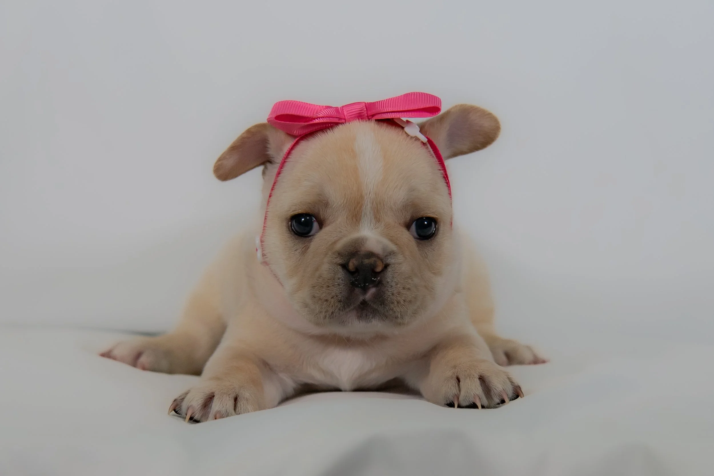 Bacardi at 4 weeks- female