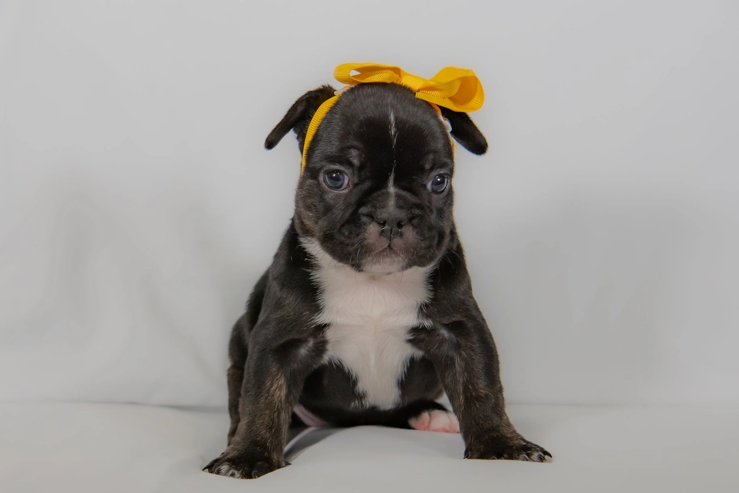 Kaluah at 4 weeks- female