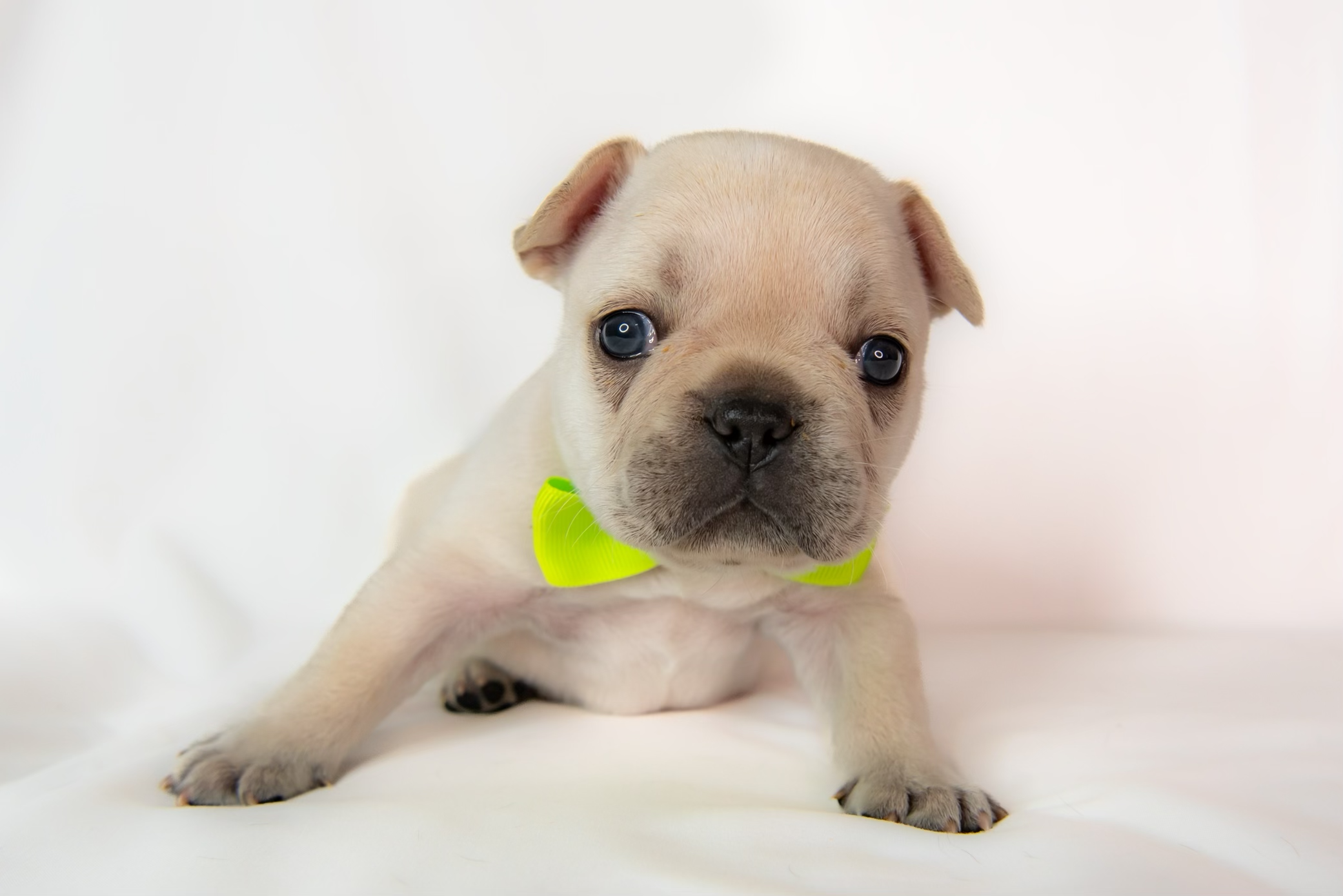 "Tommy" SOLD
Male
6 Weeks old
Vaccines up to date