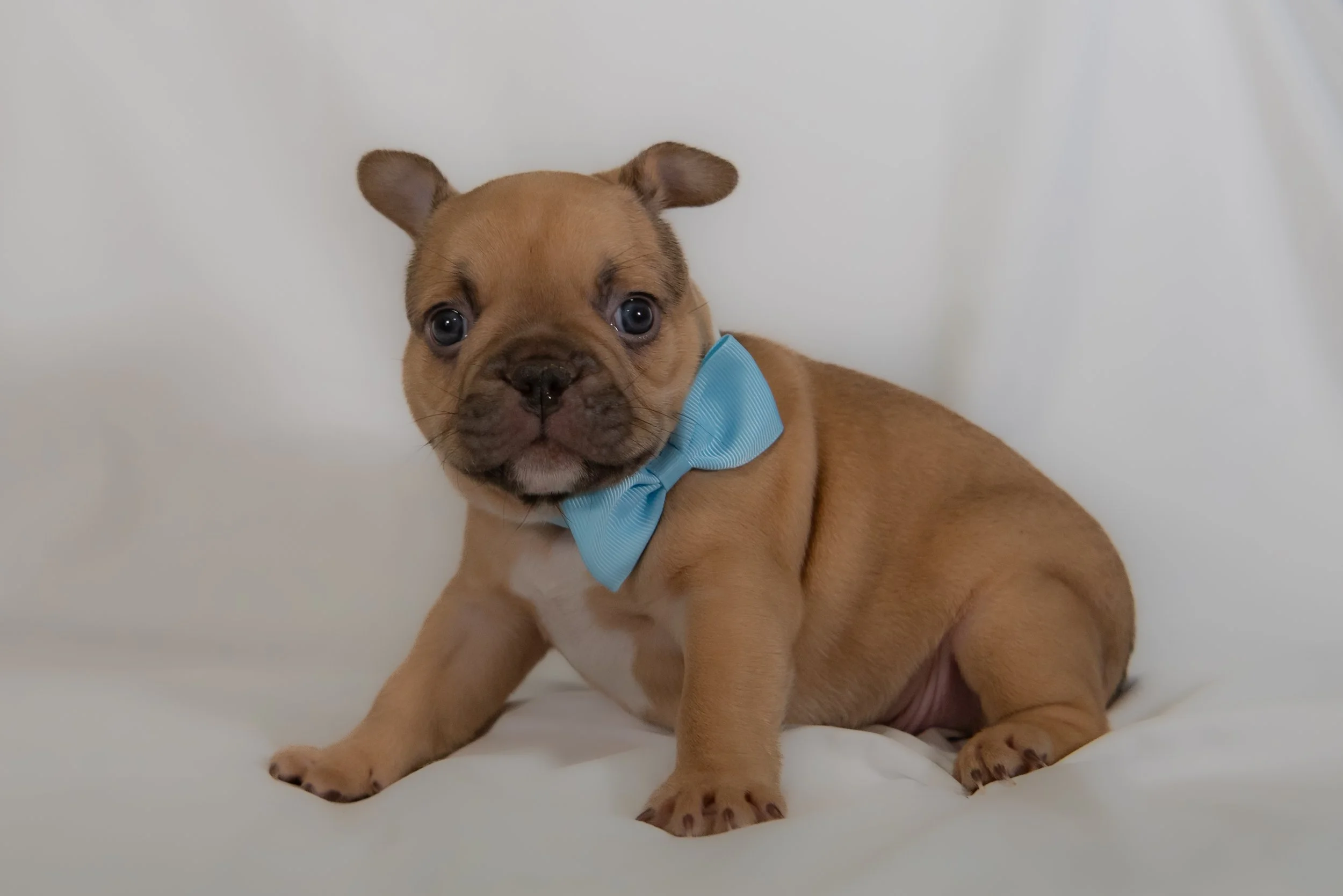 Bombay at 4 weeks- male 