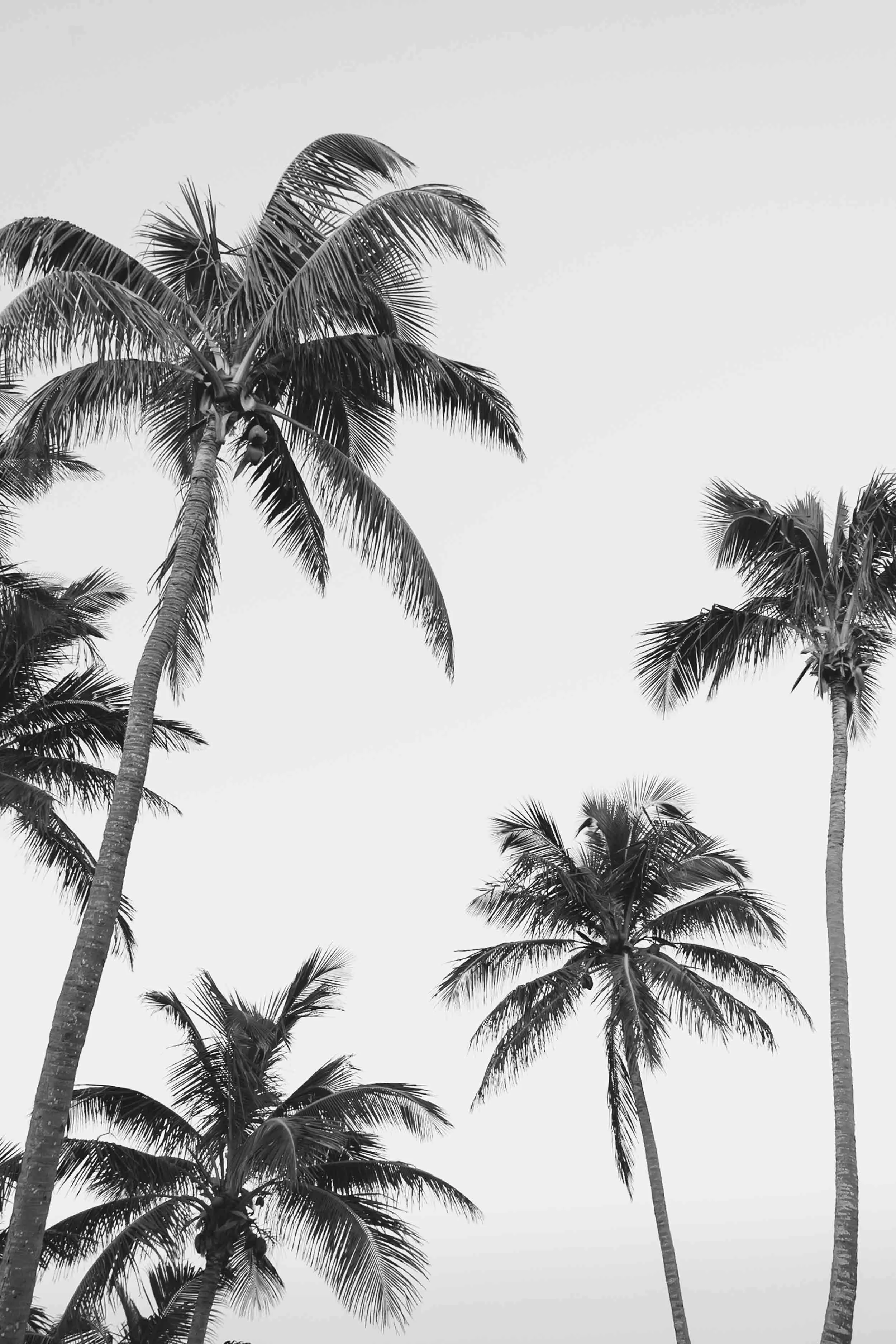 Bahamas art photography of palm trees in black and white by Robyn Damianos — fine art coastal wall art for beach houses and interiors