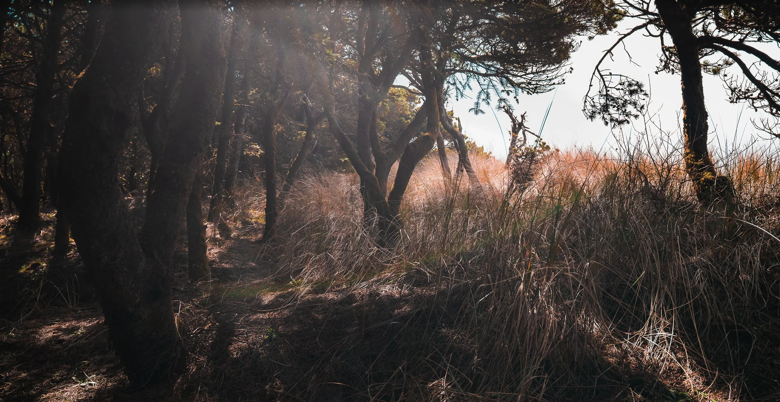 Oregon Newport Beach Grass and Trees.jpg