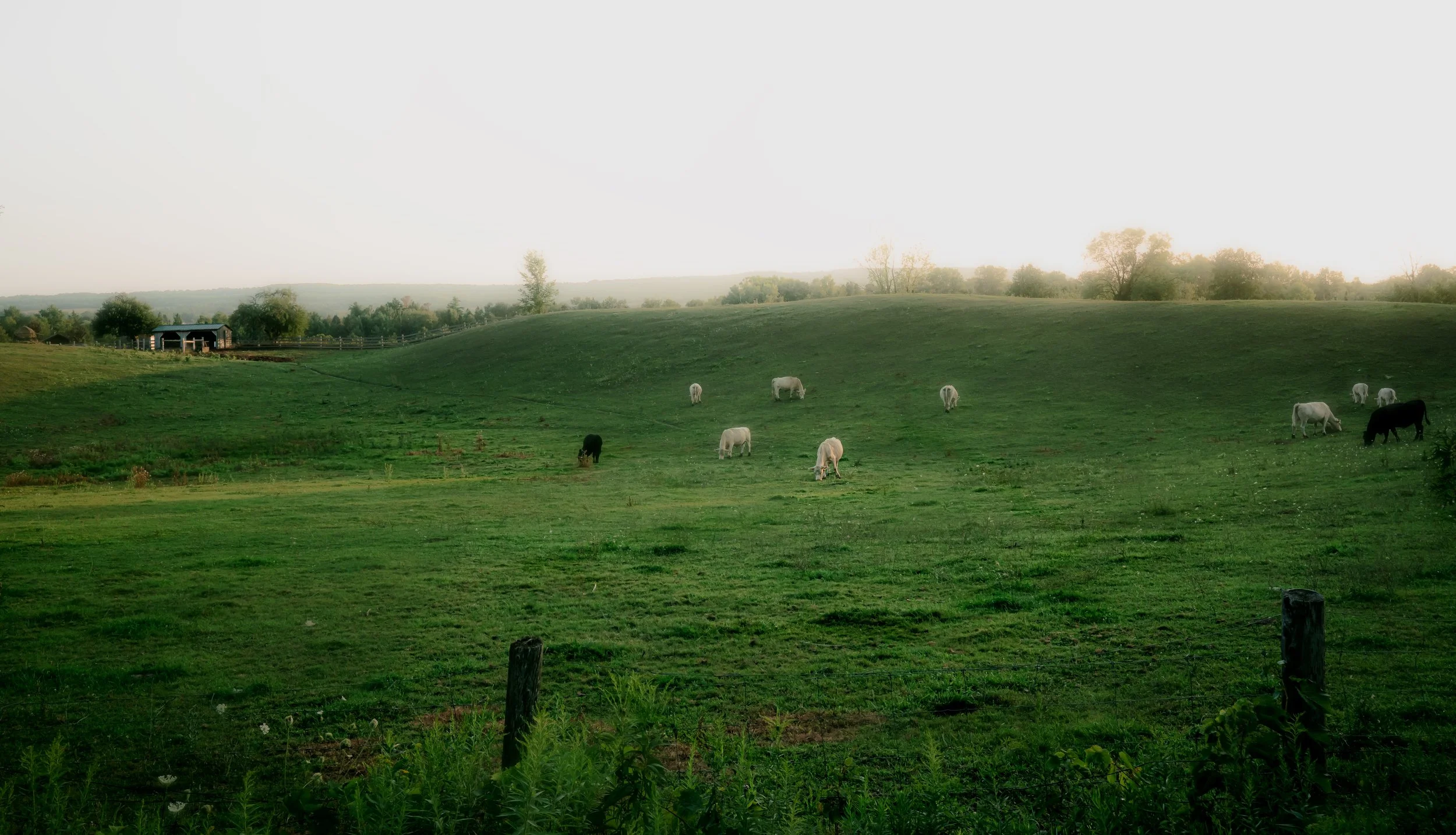 LANDSCAPE Fine Art Caledon Cows ONTARIO 2026.jpg