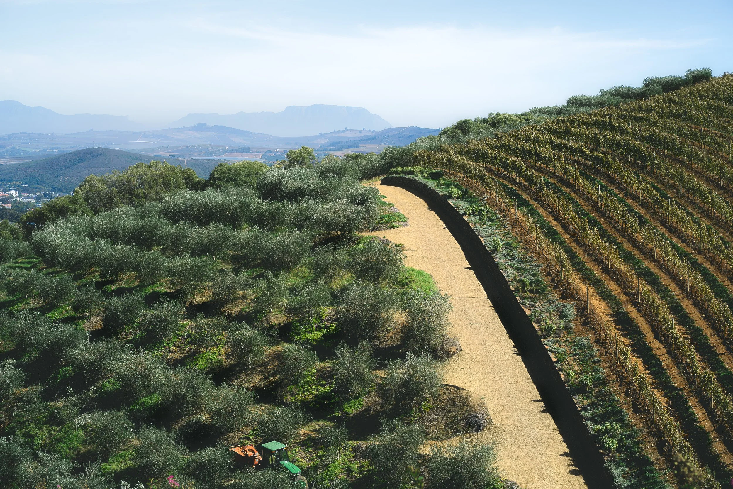TRAVEL Stellenbosh Vineyard SOUTH AFRICA 2025.jpg