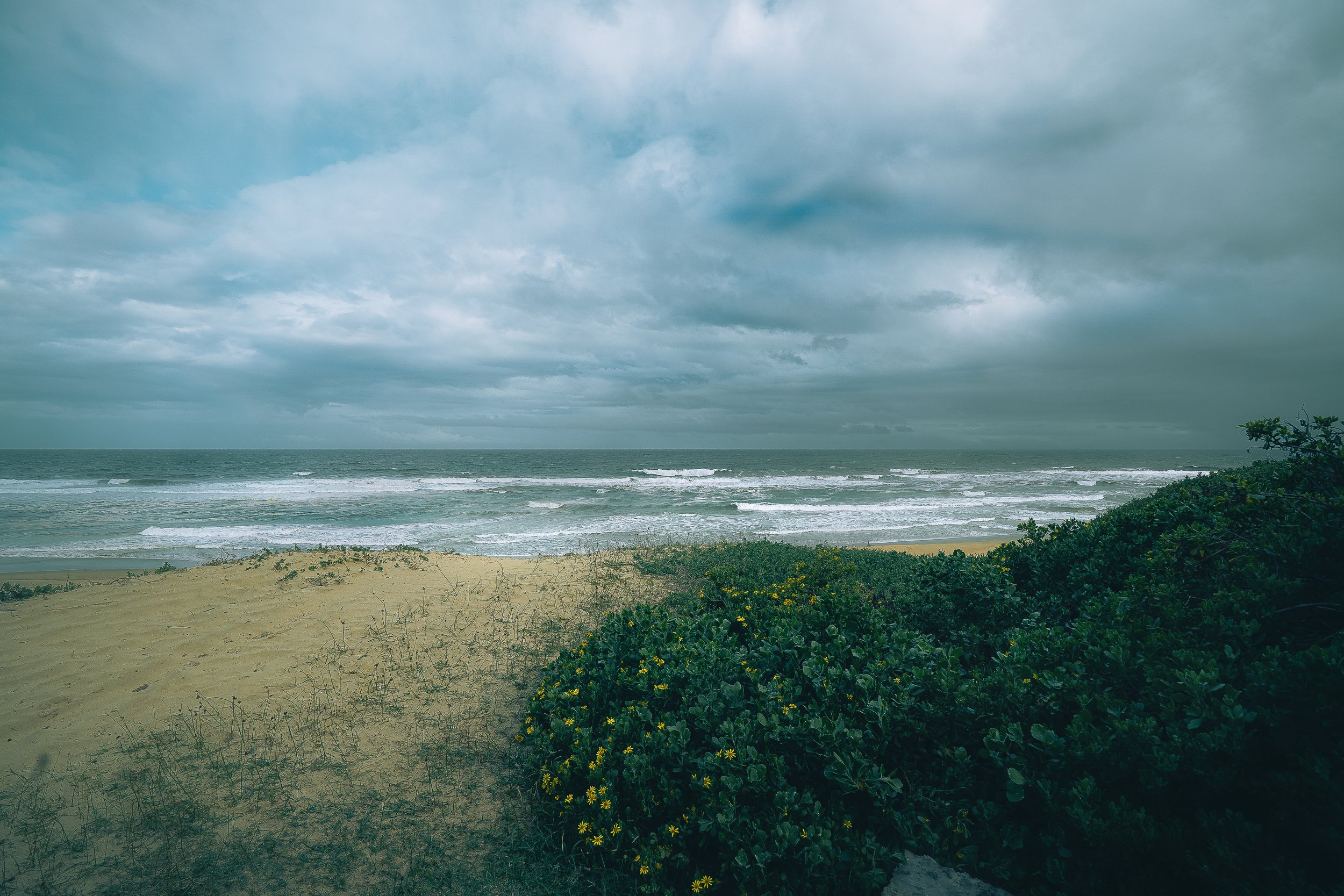 LANDSCAPE Fine Art Wilderness Beach w Greens SOUTH AFRICA 2025.jpg
