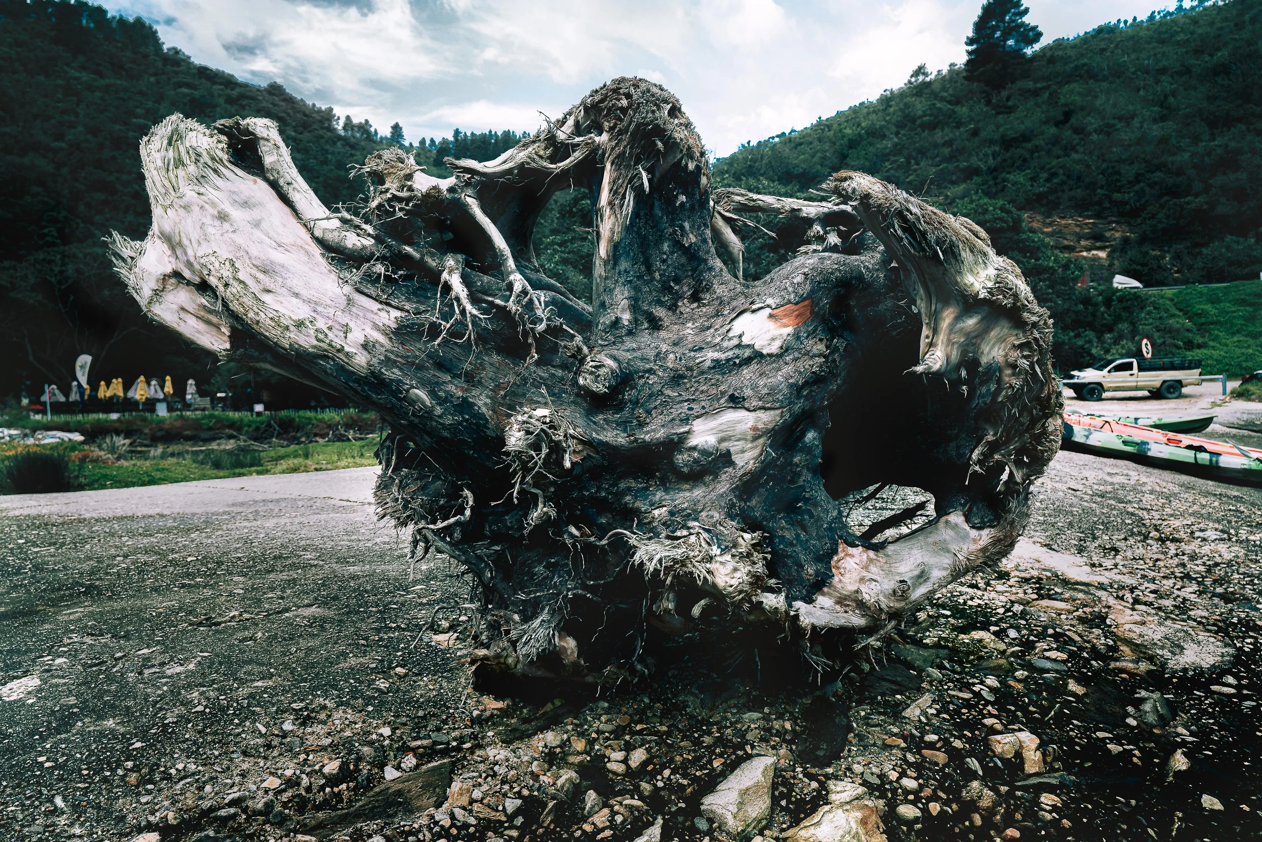 TEXTURES Wilderness River Tree Stump SOUTH AFRICA 2025.jpg