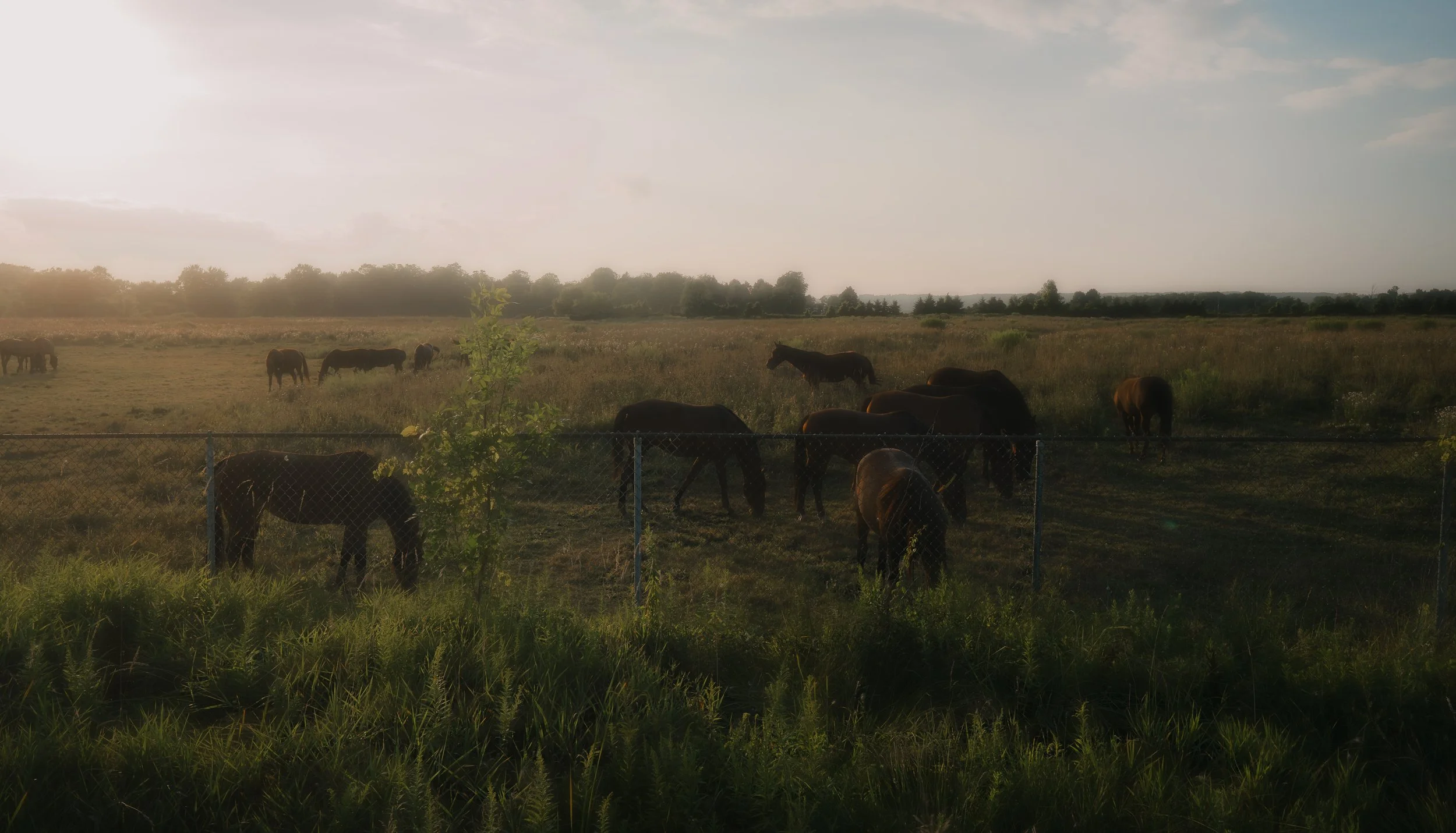 LANDSCAPE Fine Art Caledon Horses Sunset ONTARIO 2026.jpg