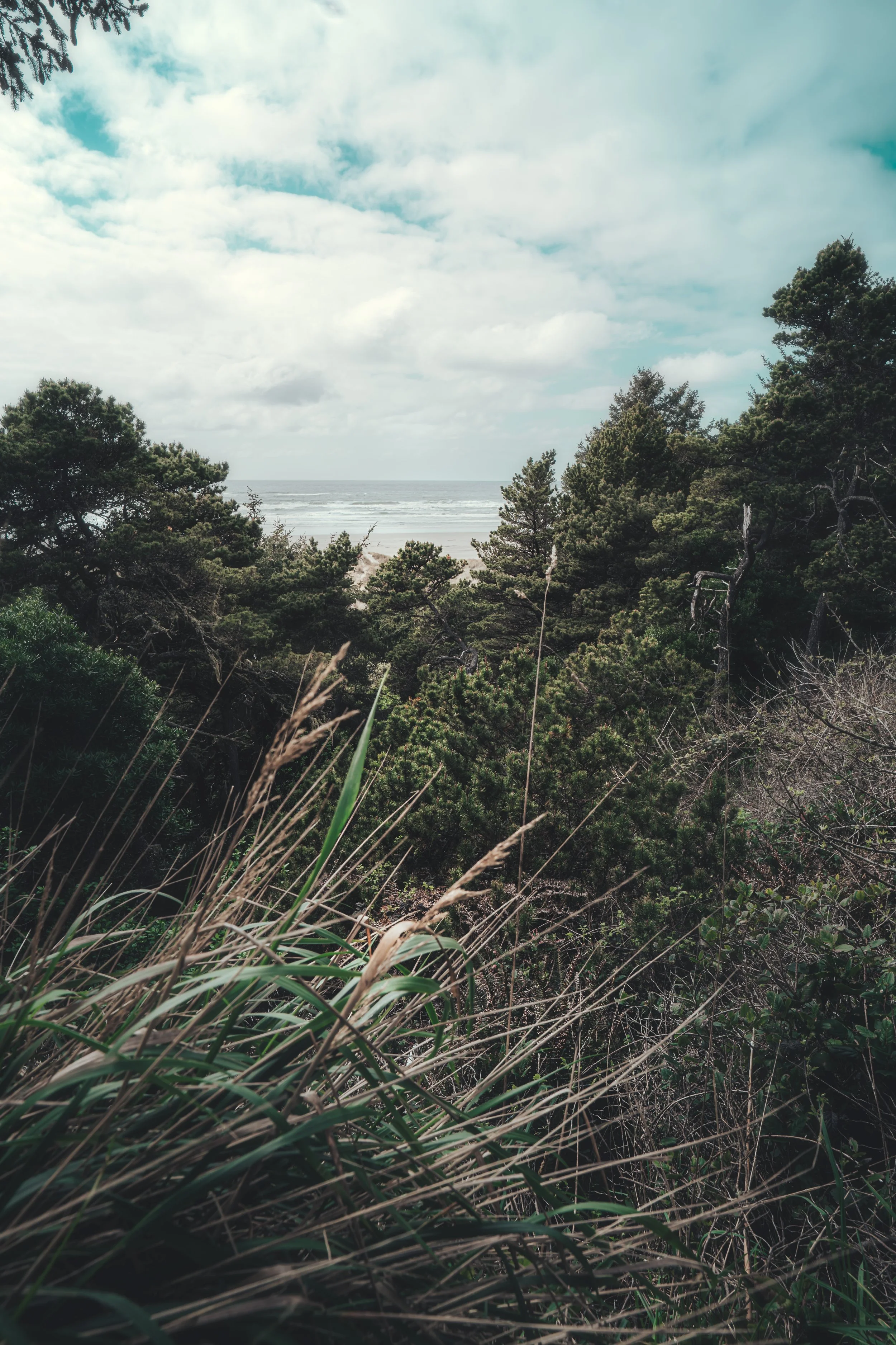 LANDSCAPE Oregon Newport Through Foliage POV APRIL 2025.jpg