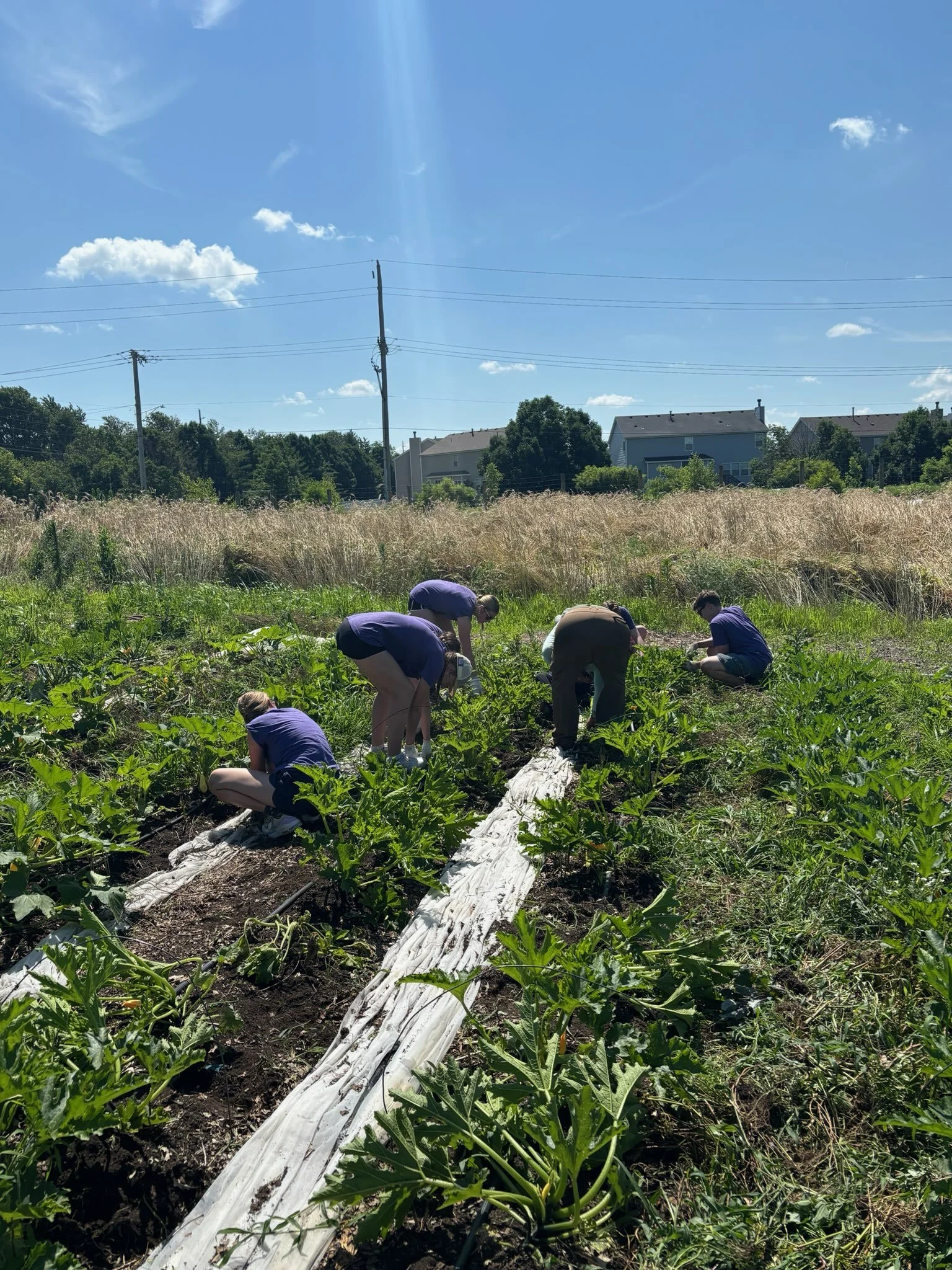People working in a garden or farm on a sunny day, planting or tending to crops.