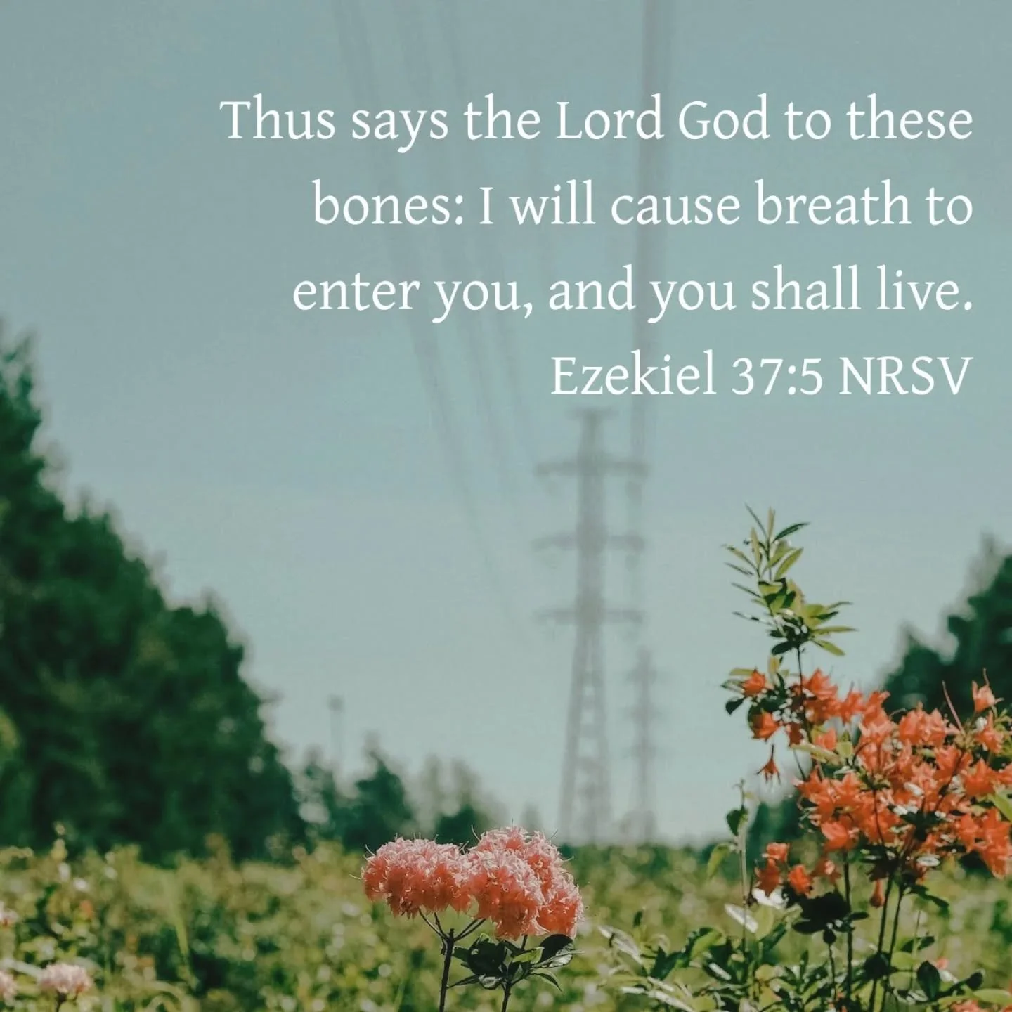 Ezekiel 37:5 NRSV
Thus says the Lord God to these bones: I will cause breath to enter you, and you shall live.