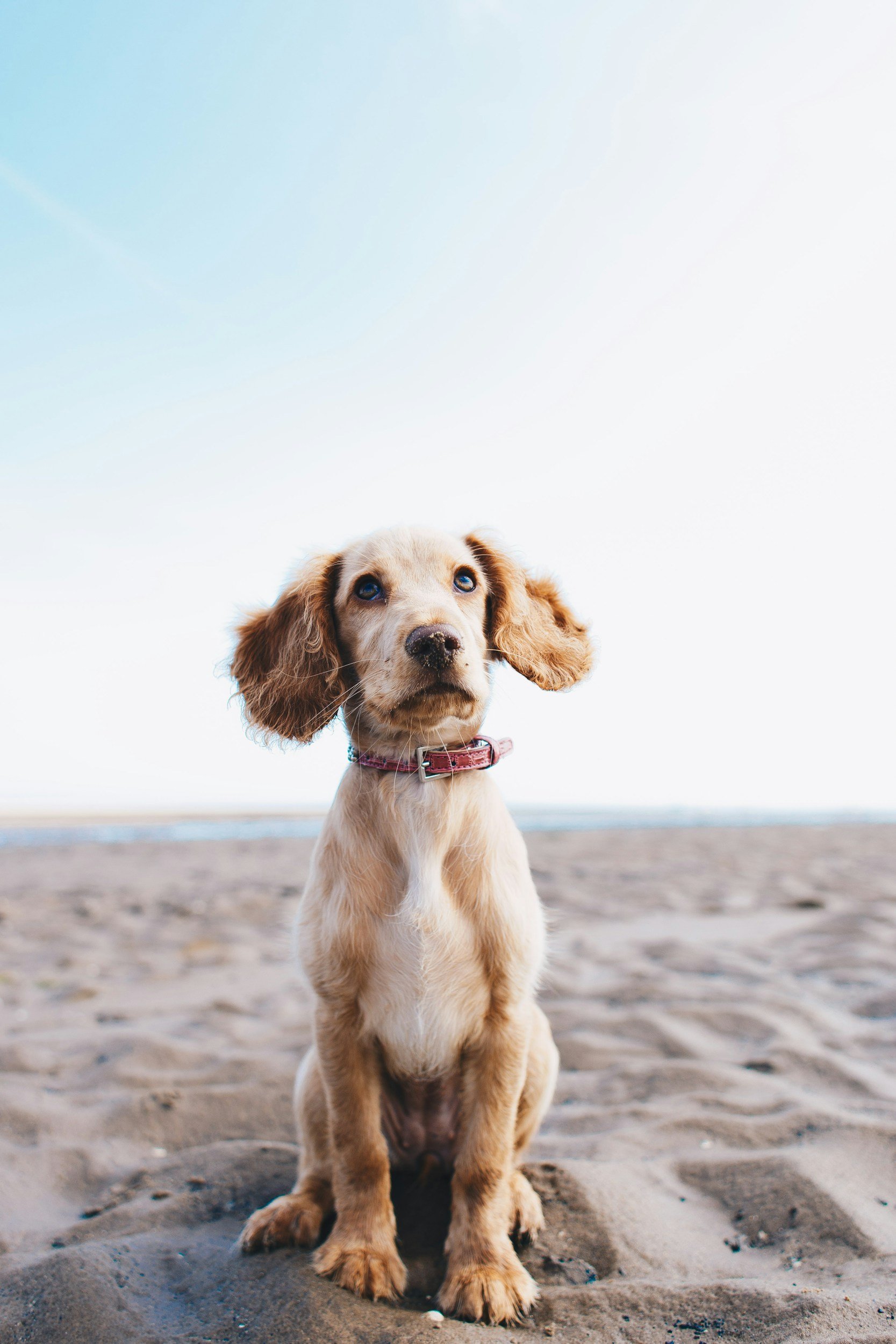 Tecnología para mascotas: las apps y los dispositivos que realmente ayudan y los que son puro marketing