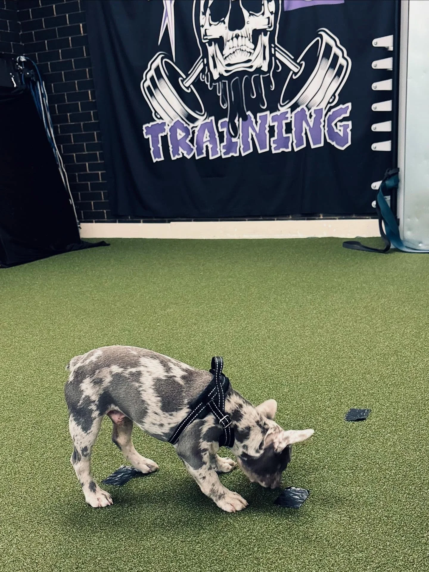 Fortress has a new friend of the four legged kind! Frankie the English Bulldog assisted today with training his owner Jeff, it was a great boost of energy for a late week workout. 🐶#fortresstrainingcolo #workout #personaltrainer #puppylife🐾