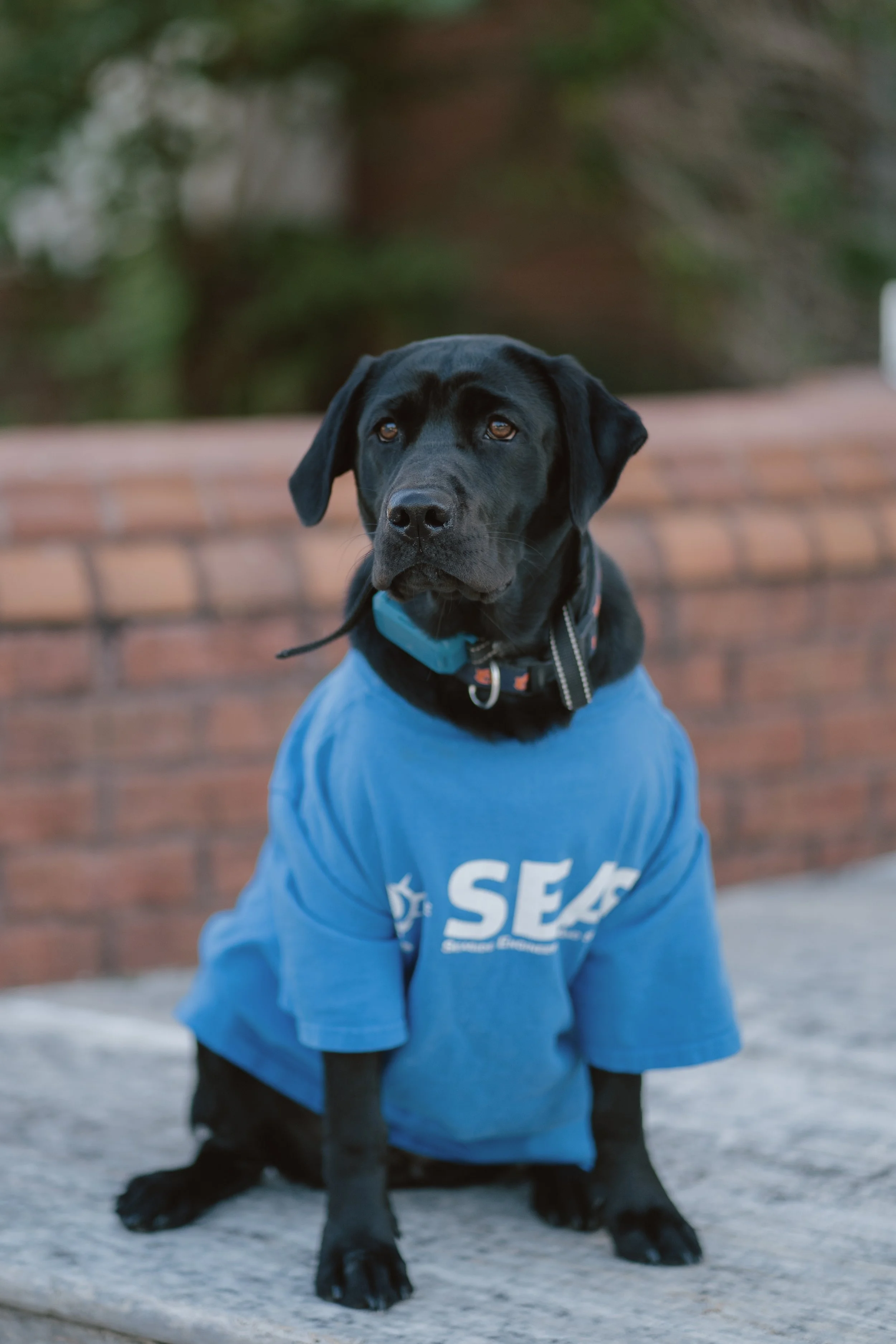   AUBIE  Everyone's Friend  