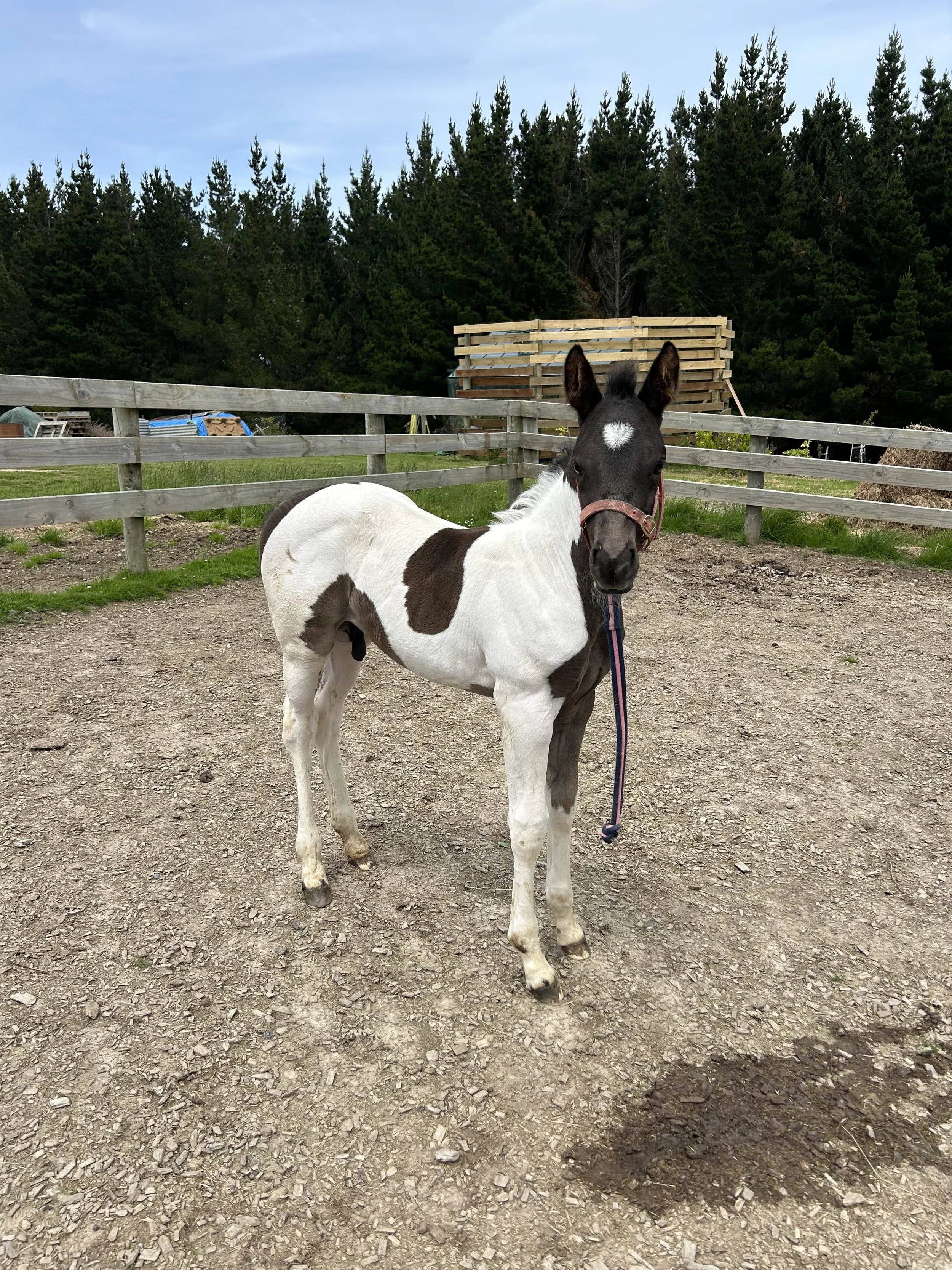 TUFFS FANCY JACK x RAKAU DANCE FINALE