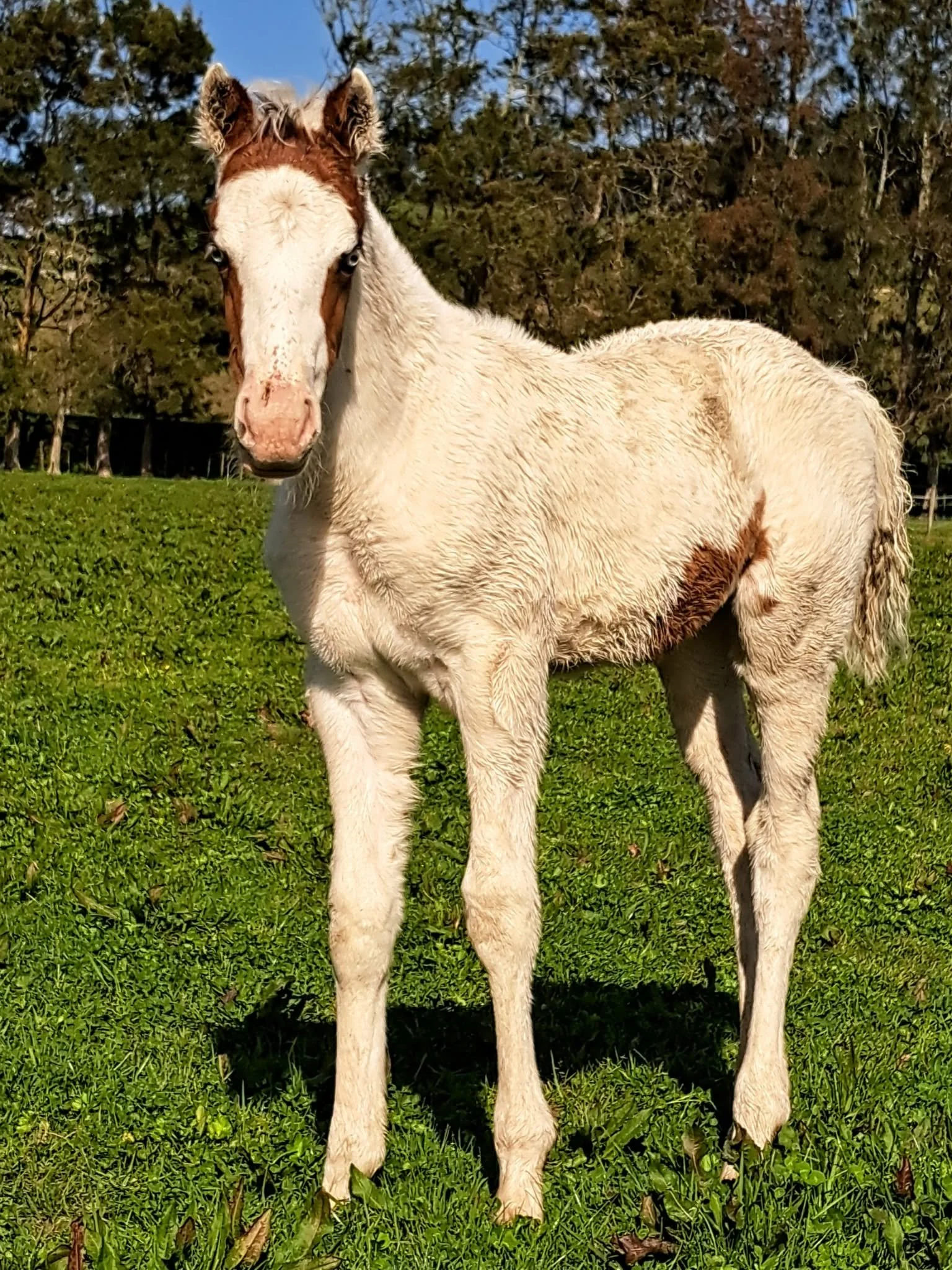 RAKAU NIGHT MOVES x PMI PICHU 