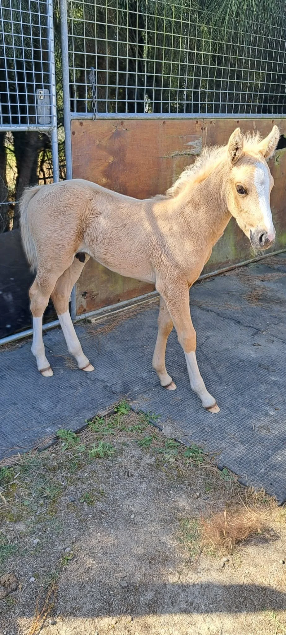 RAKAU AMAZE N TREASURE x JUSTA HOT LIL BRINDLE