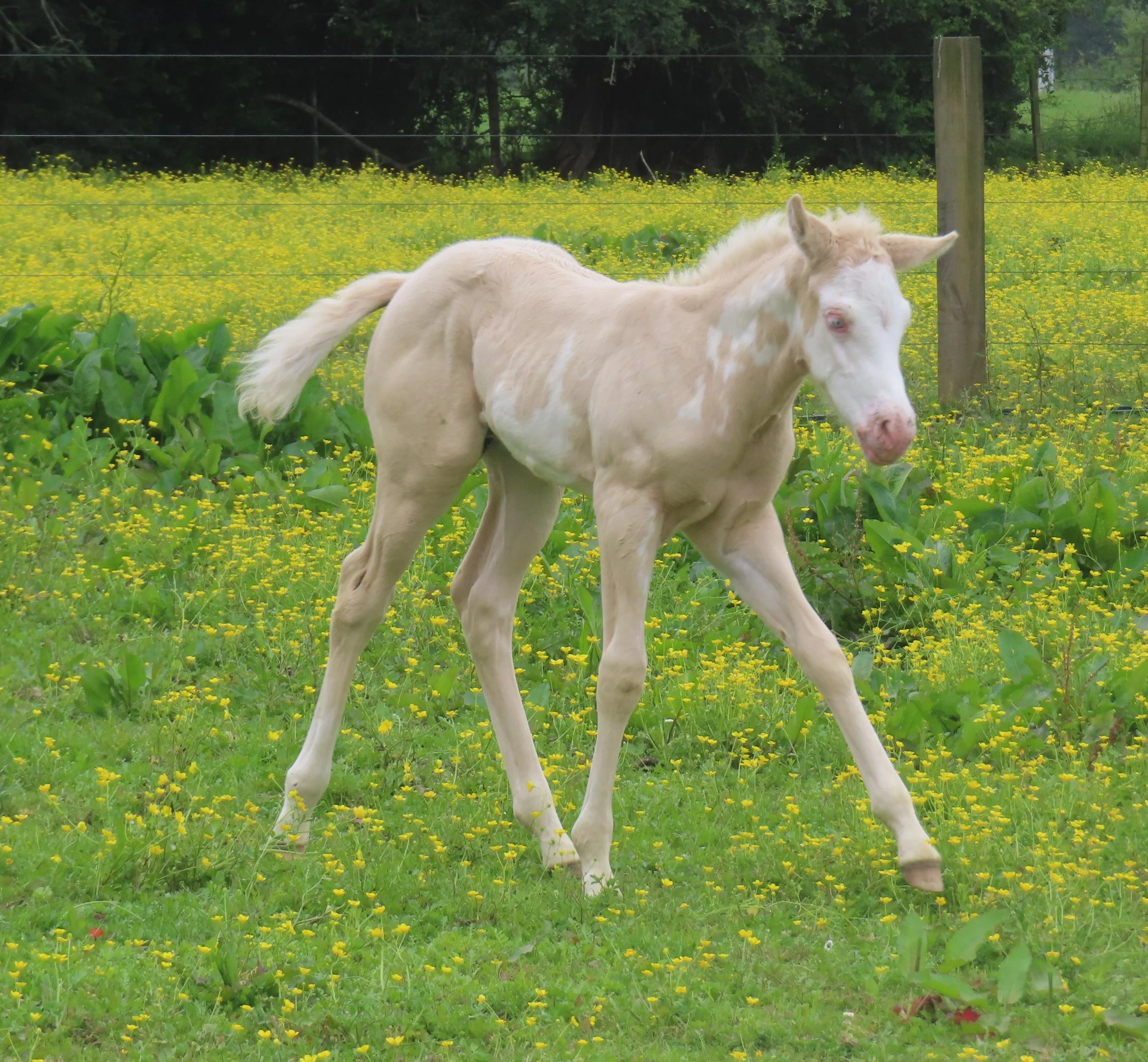 SHINNING C CHROME x CHILLIN IN MY JEANS