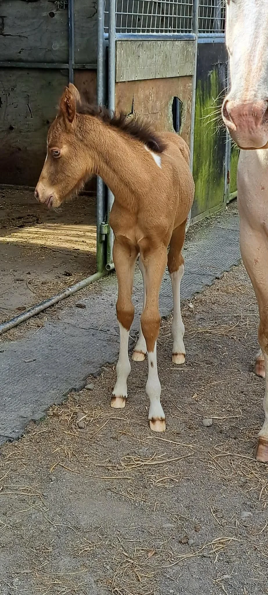RAKAU COWBOY KISSES x RAKAU BRINDLE TREASURE