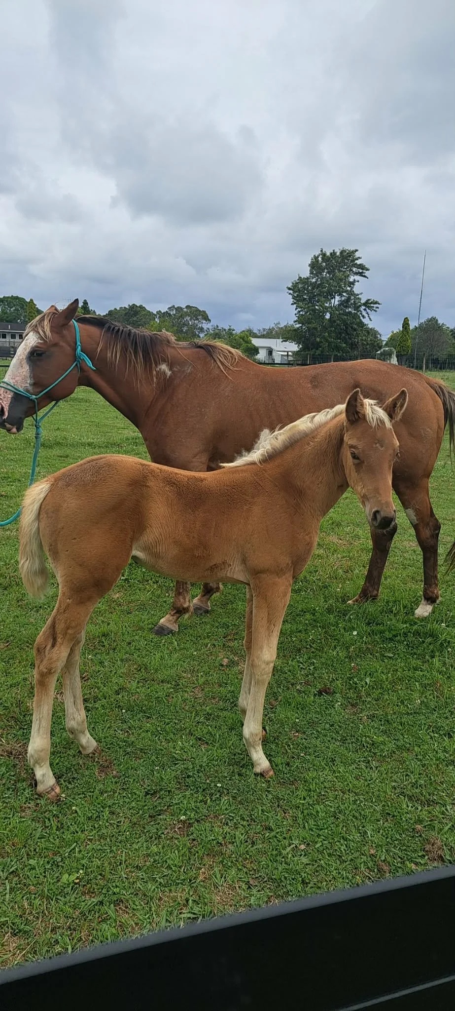 RAKAU MAJESTICAL SILVER x JUST GEMMA