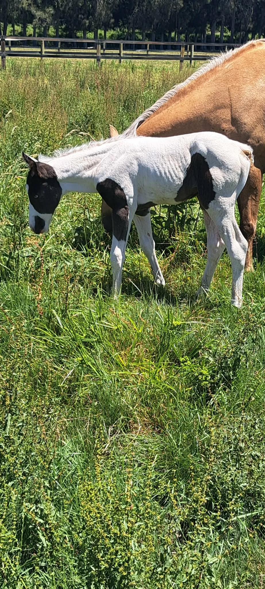RAKAU NIGHT MOVES x RAKAU PRINCESS LENA