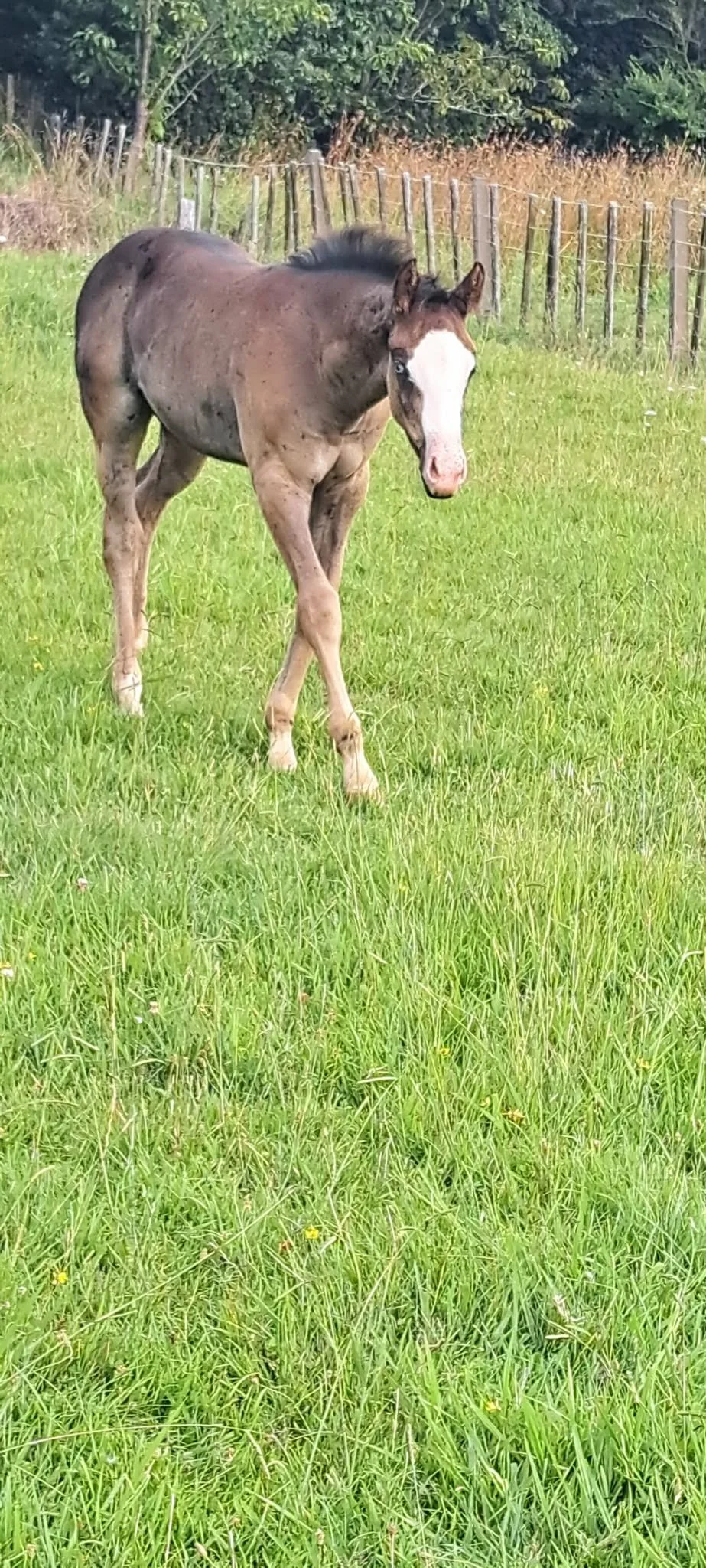 RAKAU CHARISMATIC x RAKAU BURNISHED LASS