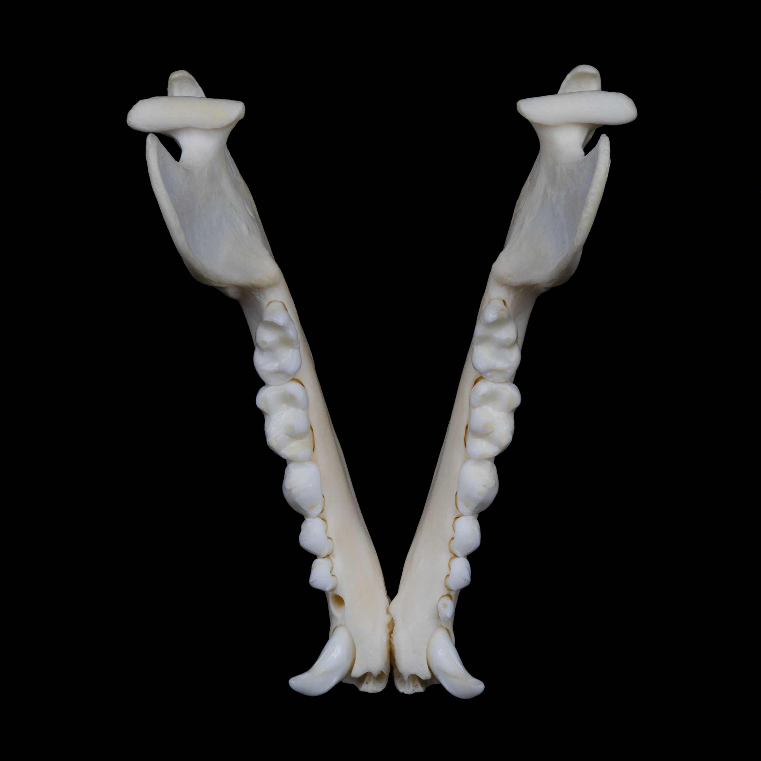Osteography letter V formed from two mirrored raccoon jawbones with visible teeth on a black background.