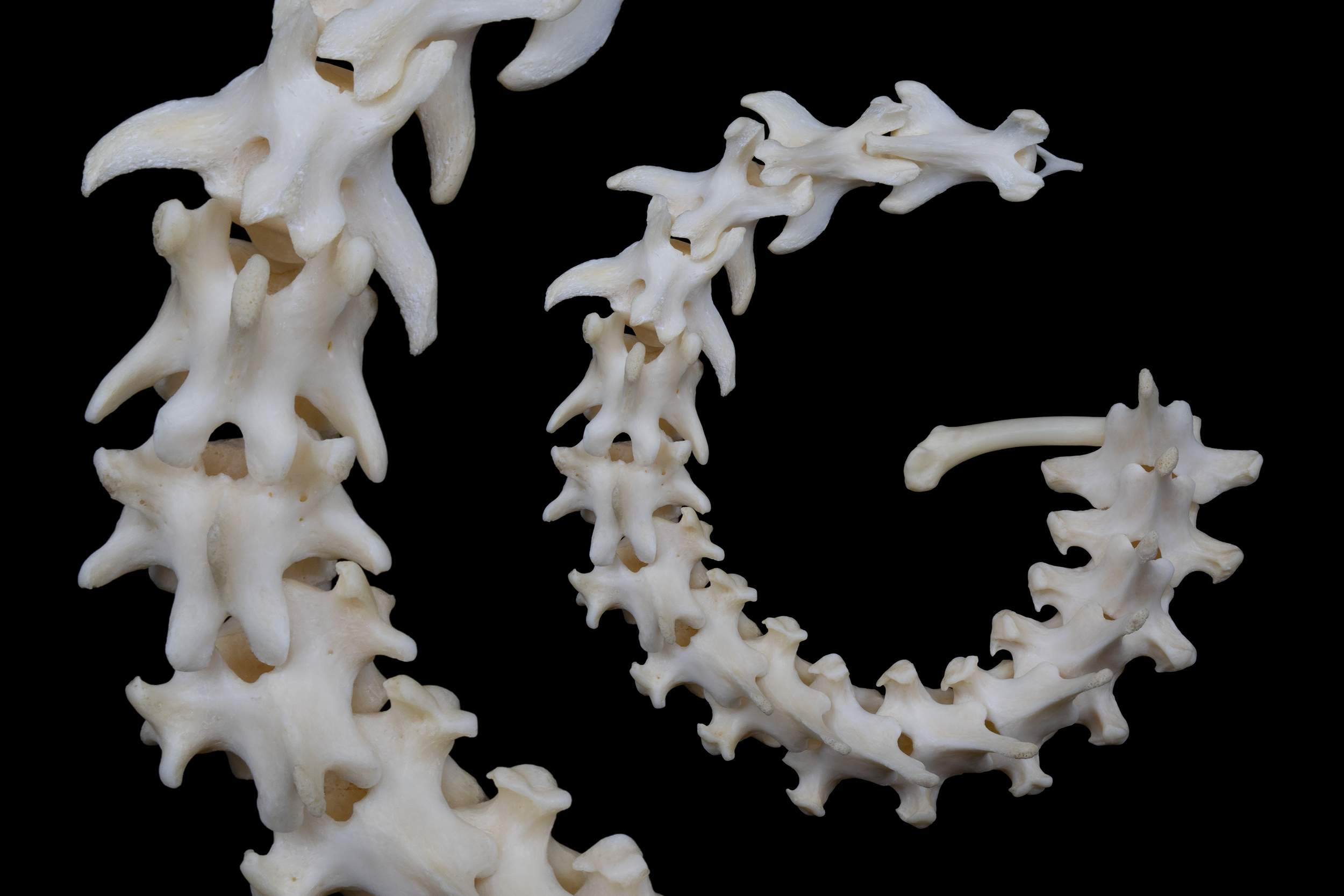 Osteography letter G constructed from curved raccoon vertebrae, with a close-up detail of the bone arrangement on the left.