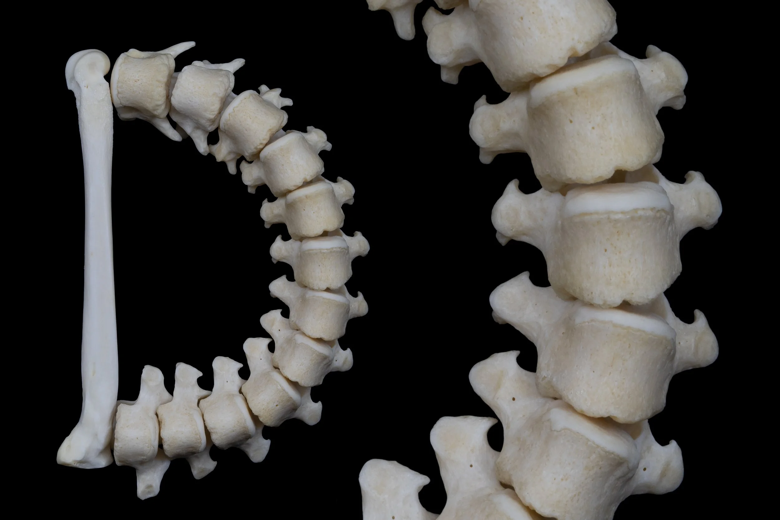 Osteography letter D constructed from a raccoon leg bone and curved vertebrae, with a close-up detail of the vertebrae on the right.