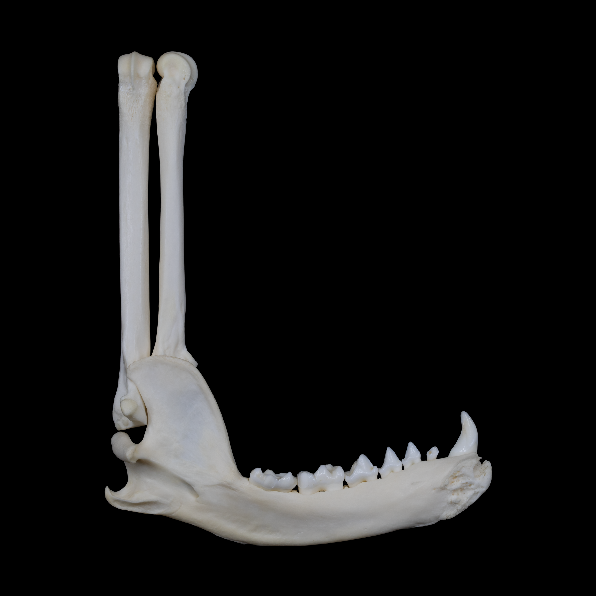 Osteography letter L constructed from a raccoon radius, ulna, and mandible on a black background.