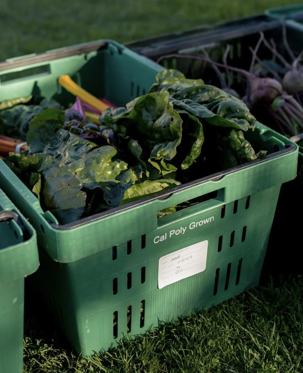 The Real Food Collaborative