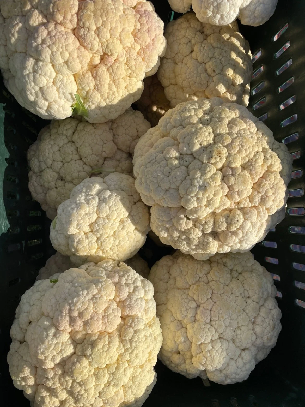 About 1 — The Real Food Collaborative